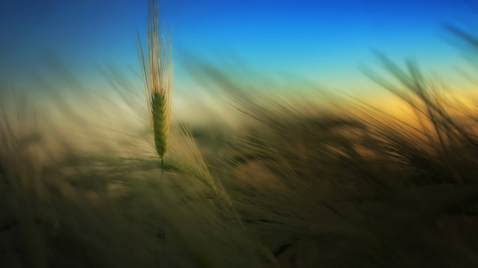 小麦稻穗风景桌面壁纸