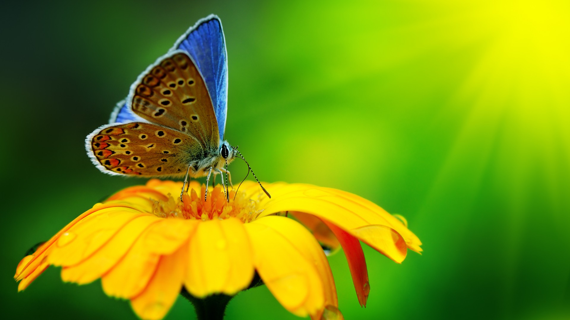 美丽的蝴蝶，黄色的花，水滴，桌面壁纸