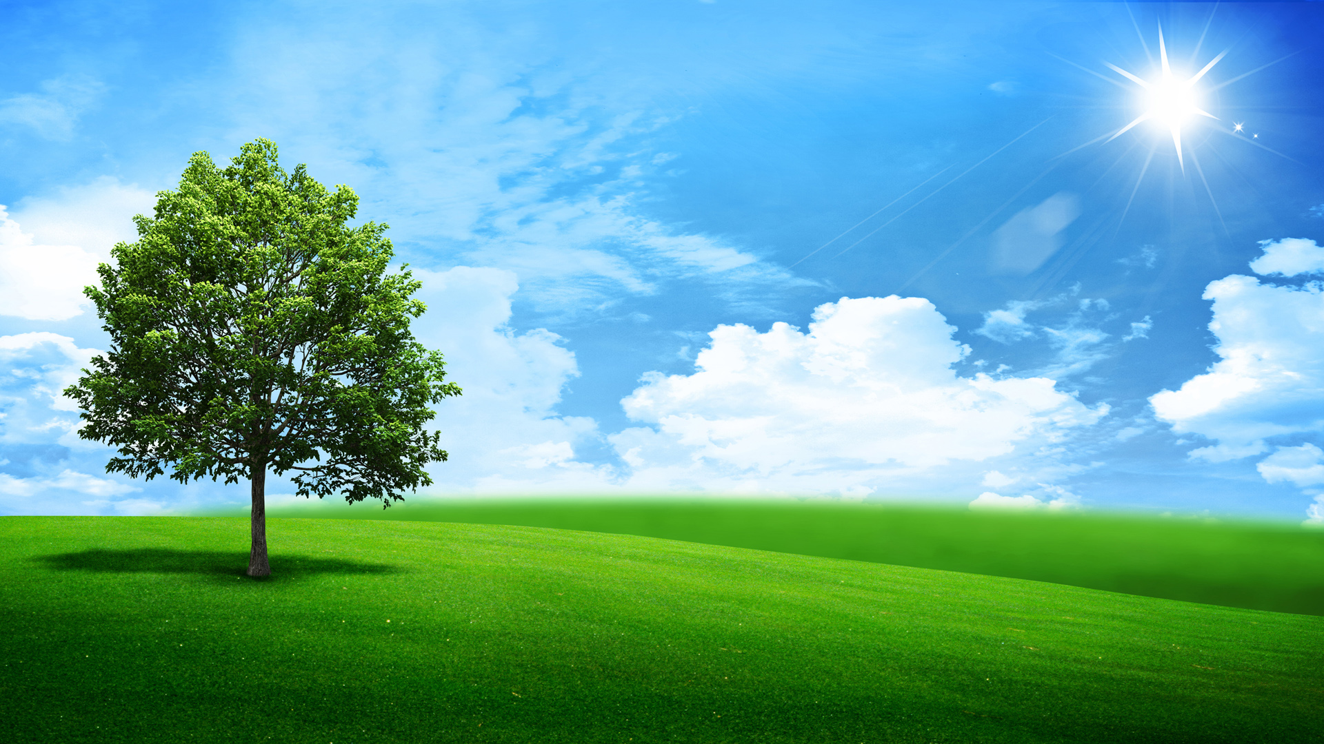 绿色的树 草地 天空 云 风景2K桌面壁纸