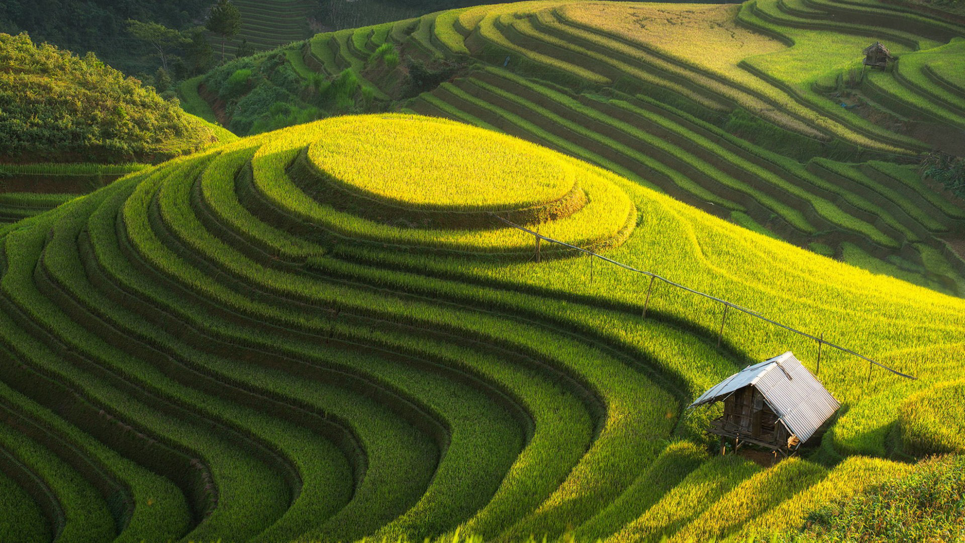 梯田稻香，山地种植园美景，免费自然风景桌面壁纸下载