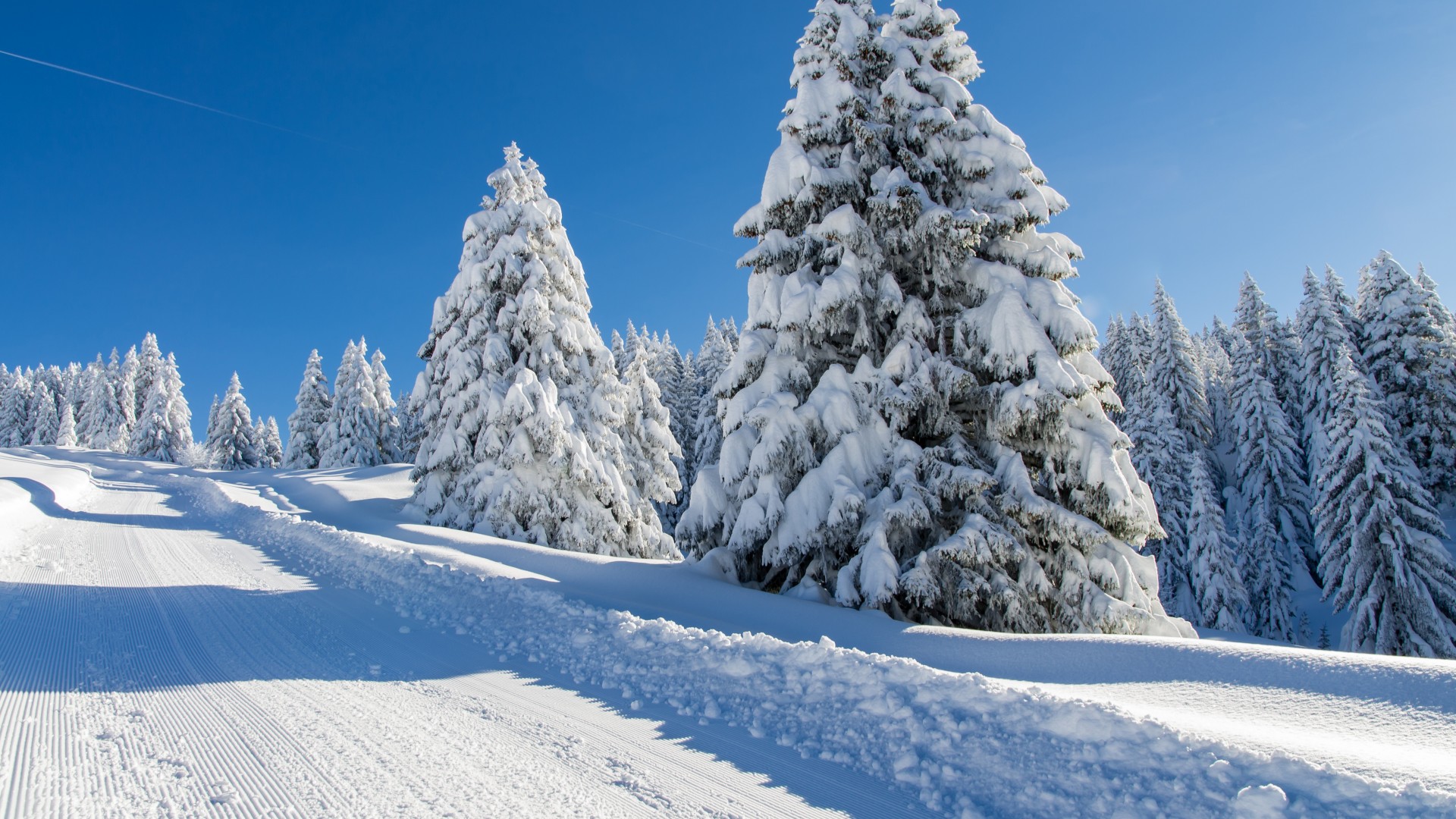 冬天，雪，道路，树木，云杉，风景桌面壁纸