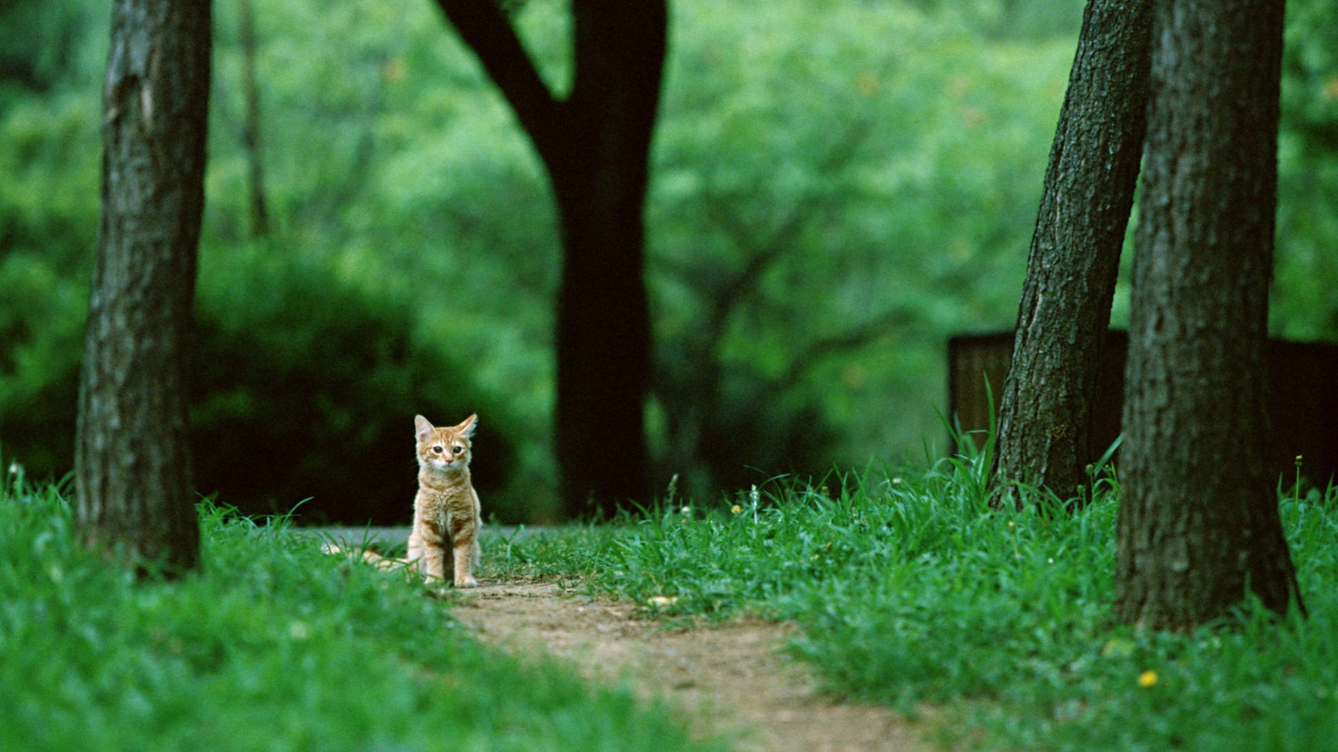 黄色小猫,坐在草地上,凝望,树林风景壁纸