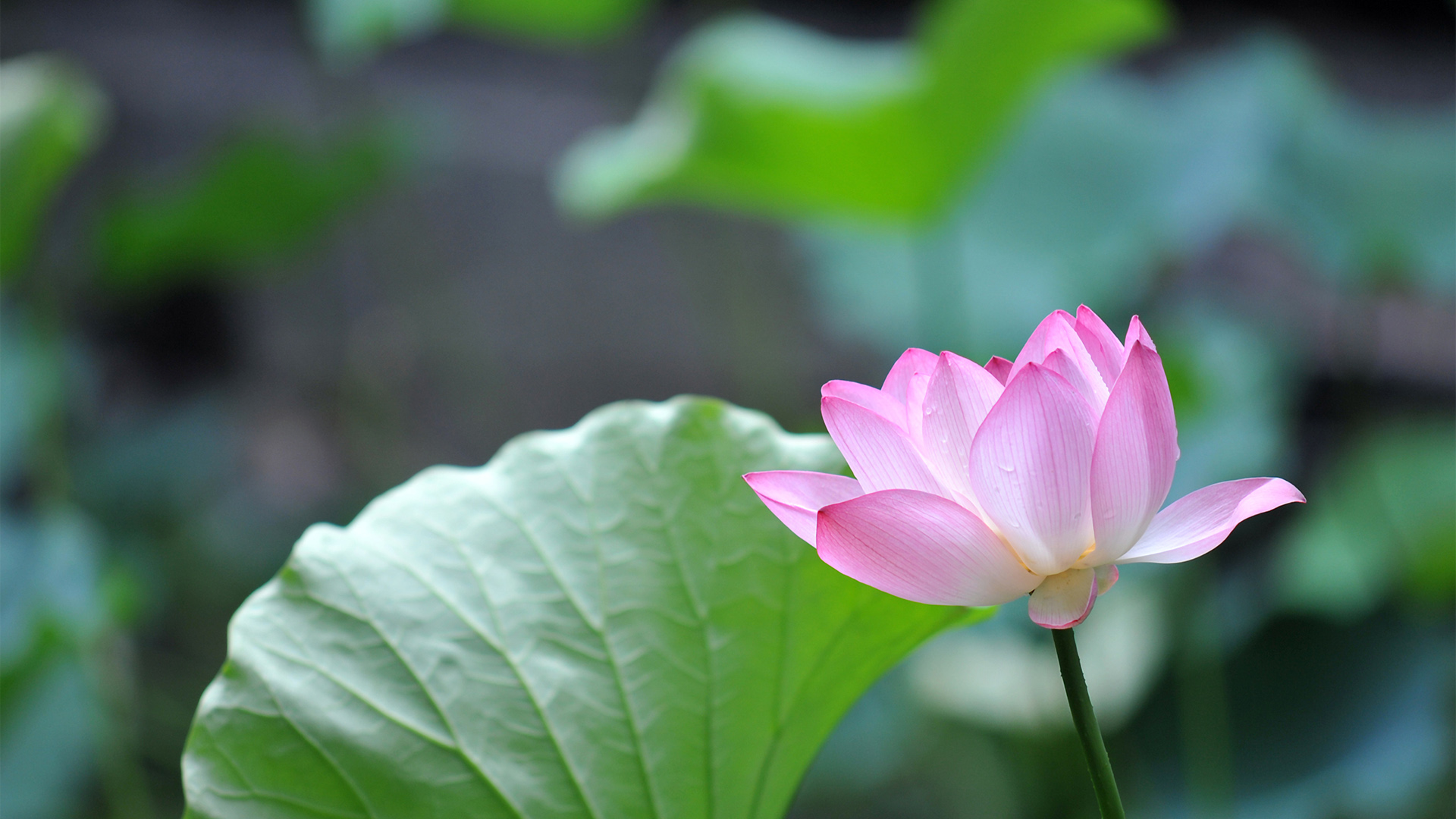 粉红色荷花桌面壁纸