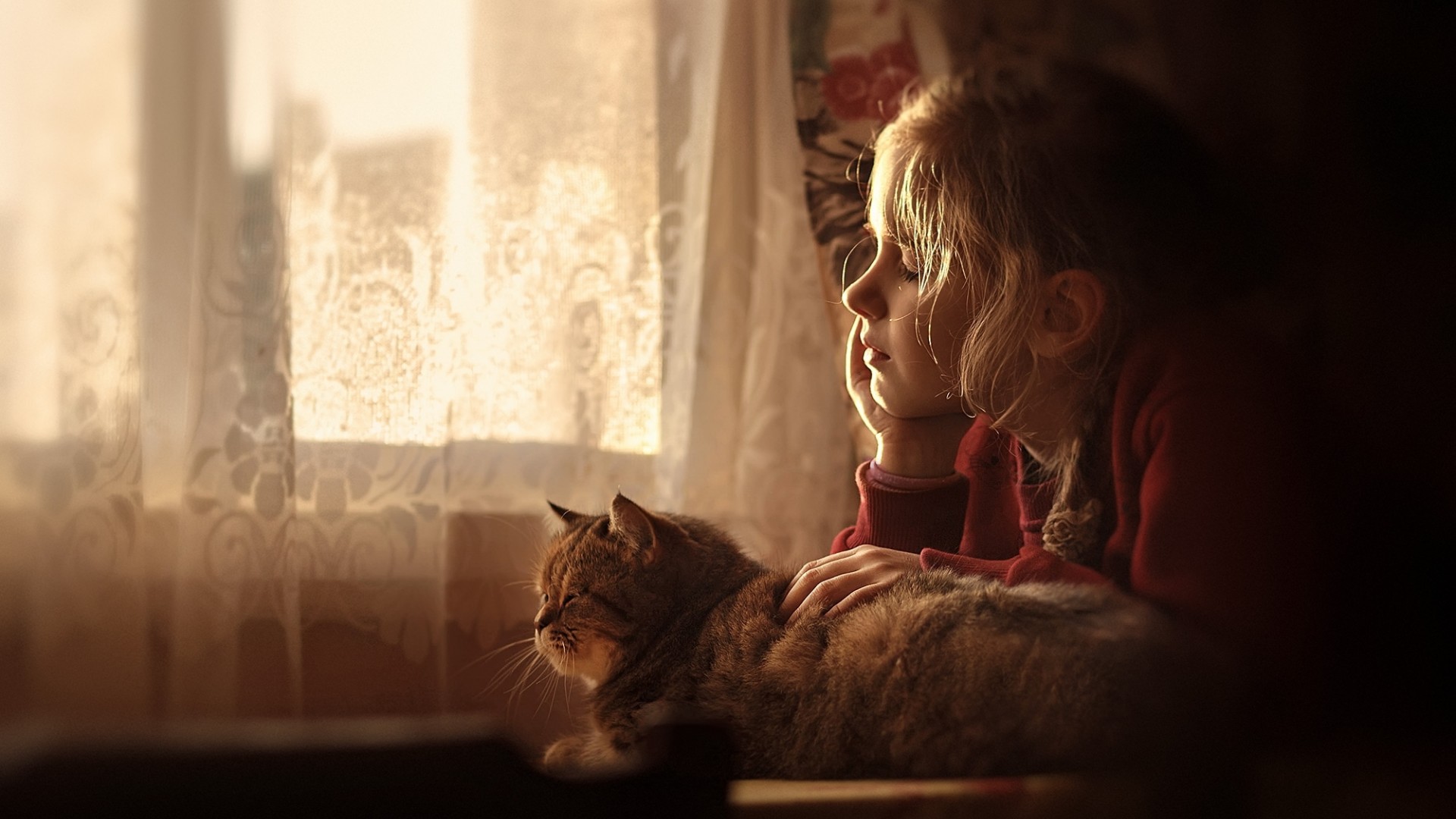 女孩，一只猫，友谊，窗口，白日梦，温馨可爱壁纸