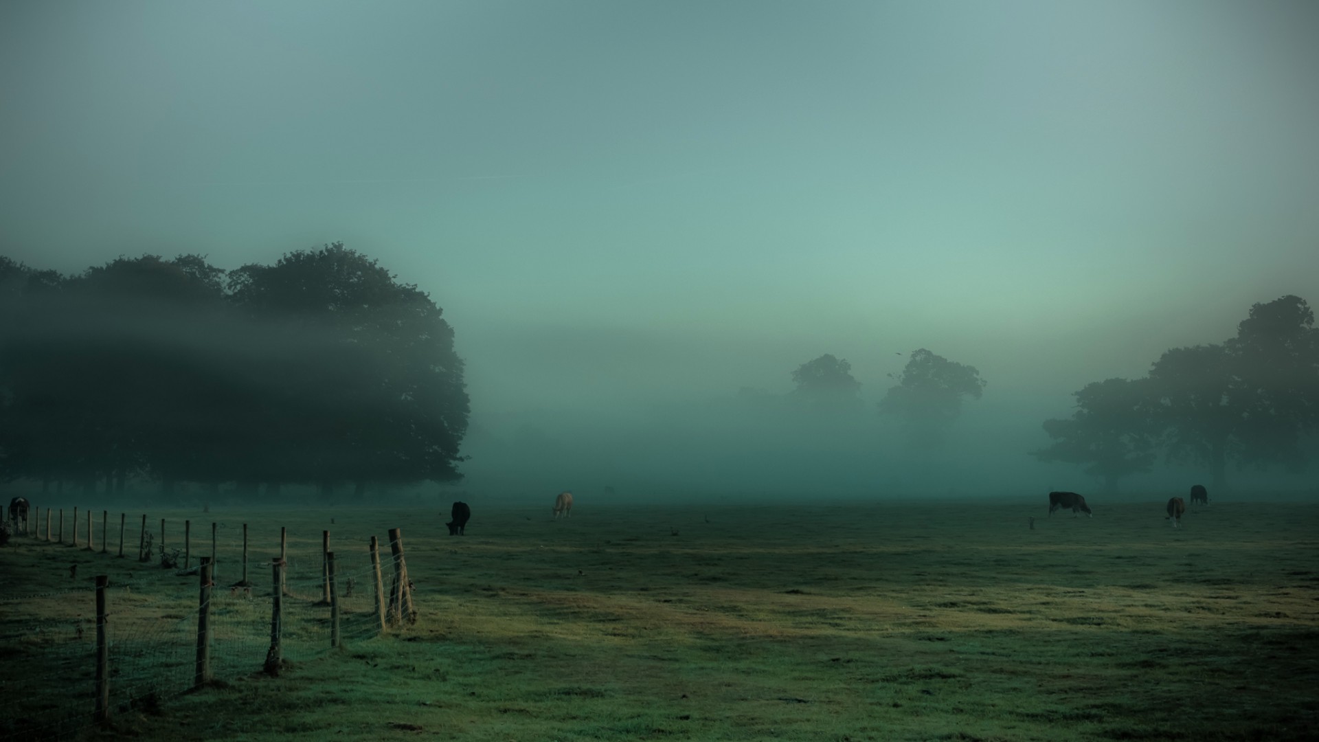 早晨，雾，草甸，草地，牛，牧场，树木，风景桌面壁纸