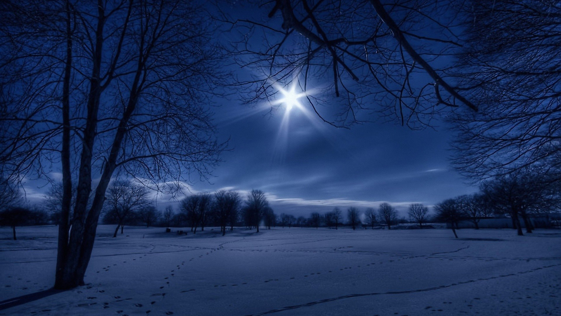 冬天的夜晚,雪,树木,天空,风景桌面壁纸