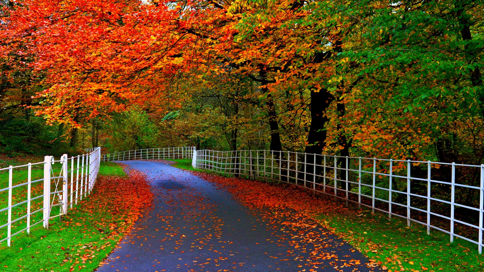森林,公园,树木,落叶,公路,栅栏,秋天自然美景壁纸