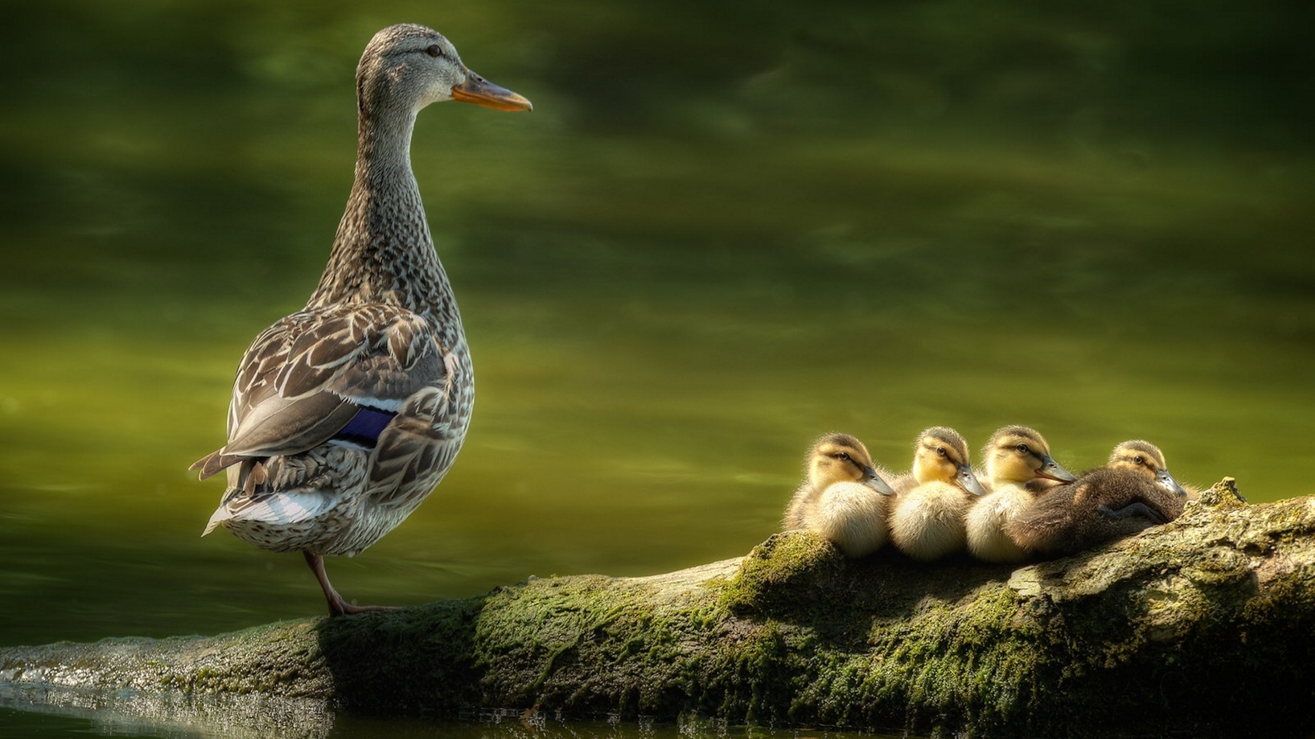 小鸭，鸭妈妈，水边，木桩，温馨，母爱，动物桌面壁纸