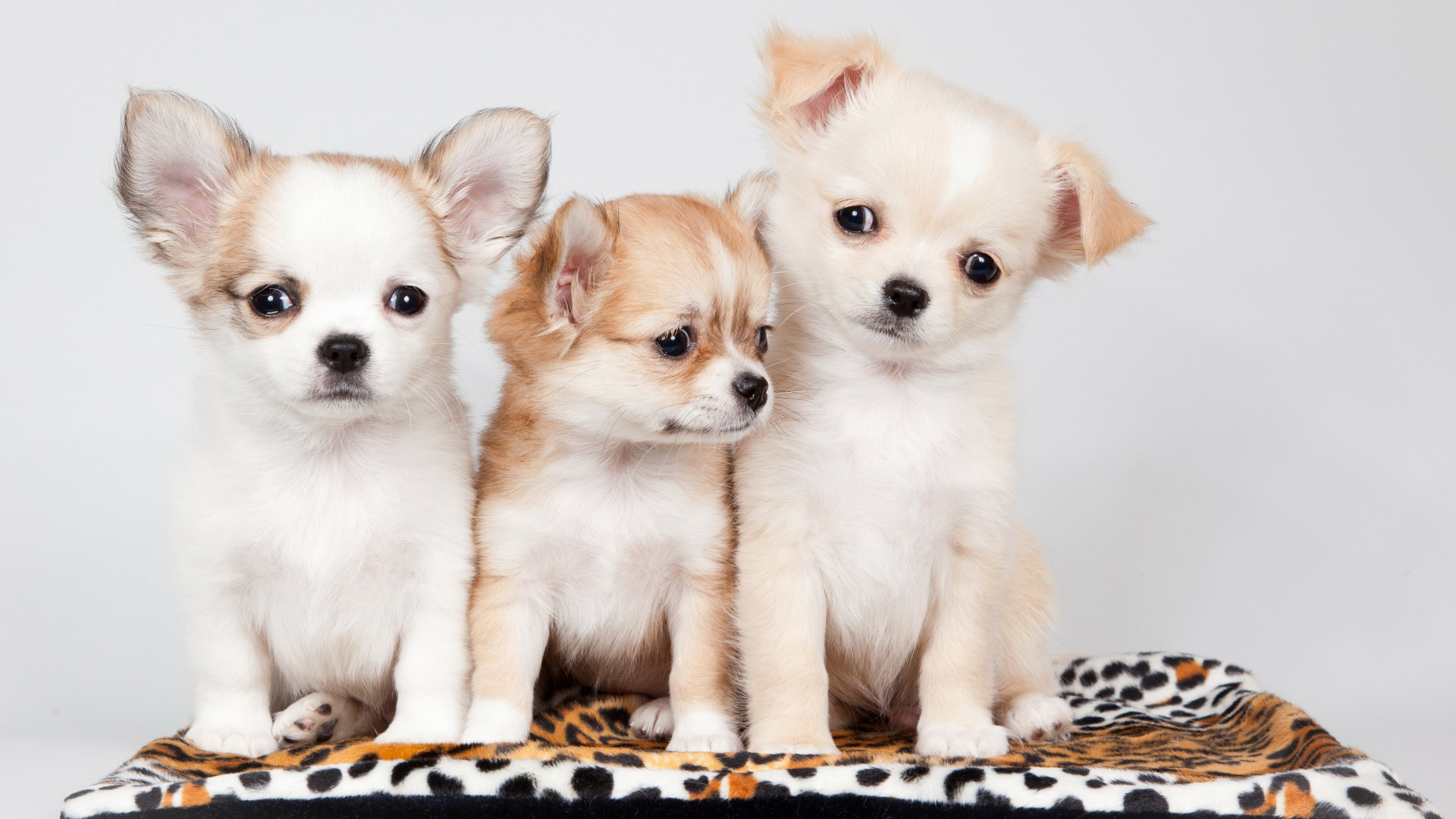 三只小狗狗，好朋友，迷茫，难过，惆怅，表情，狗狗壁纸