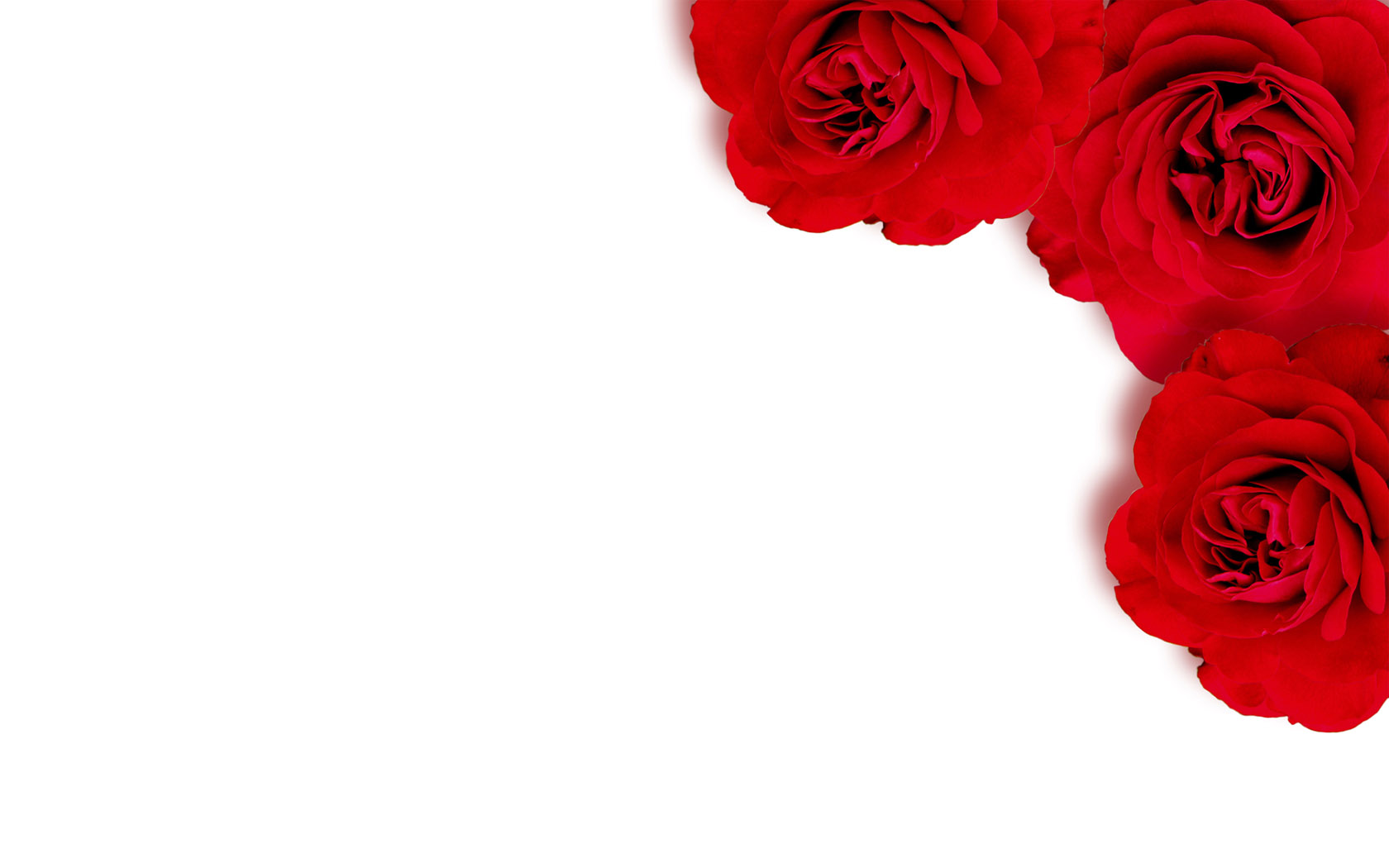 大红玫瑰桌面背景图片