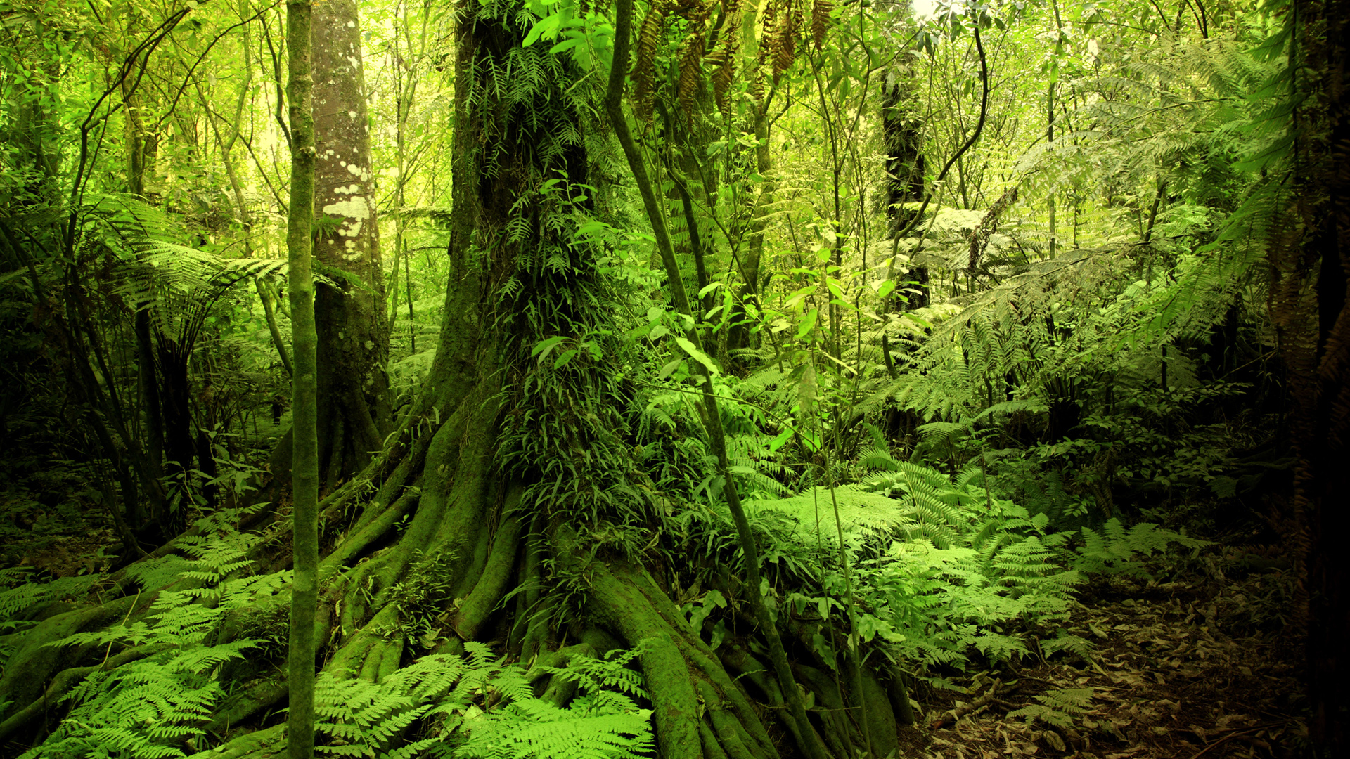 灌木苔藓绿色森林丛林风景桌面壁纸
