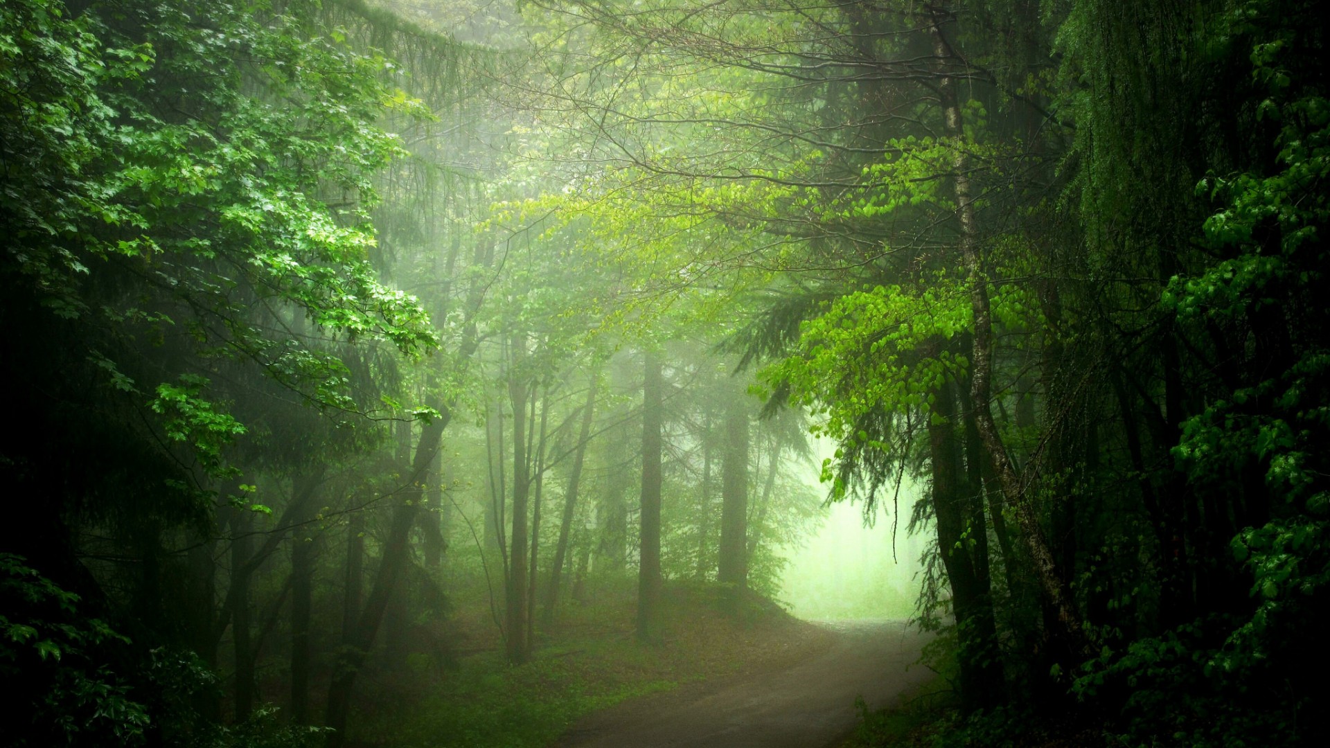 树林,路,雾,绿色风景桌面壁纸
