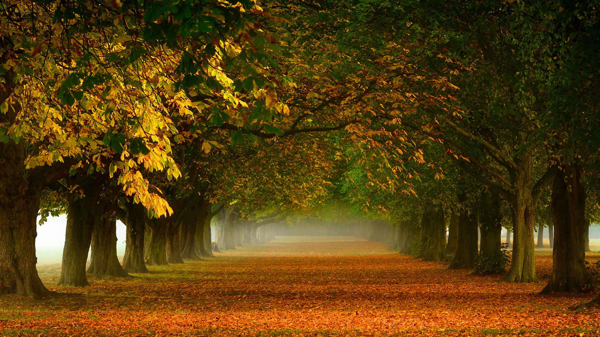 秋天,树林,落叶,胡同,拱形,小路,自然美丽风景桌面壁纸