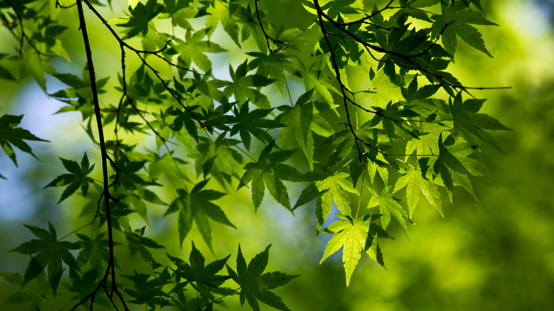 绿色枫树枝叶 提高视力的桌面壁纸