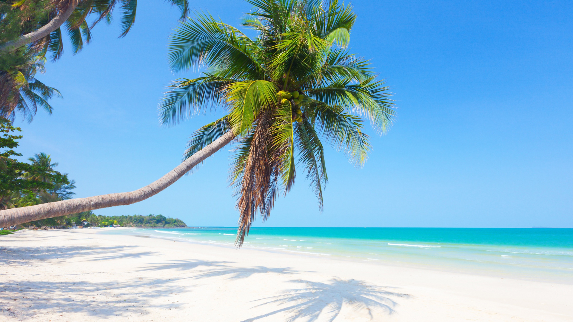 夏天 大海 沙滩 树 热带 高清风景壁纸