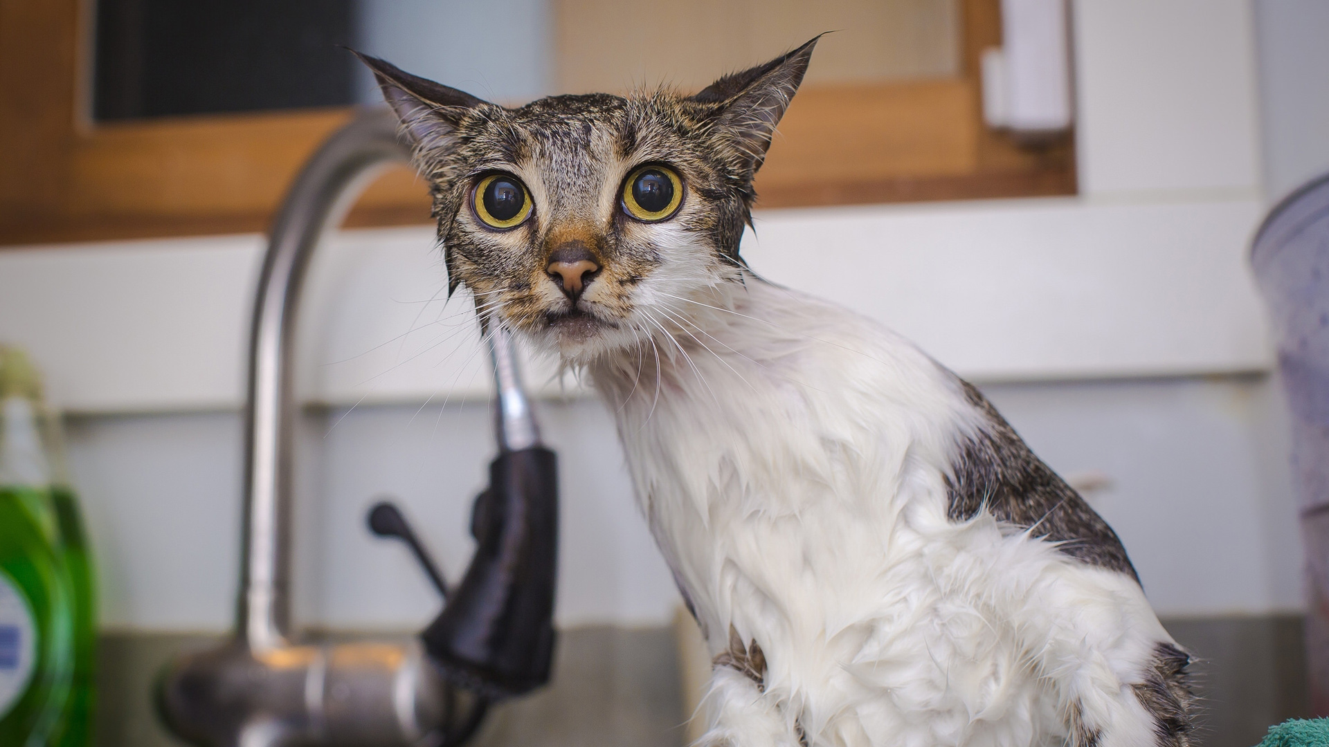 猫猫，湿身，淋浴，可爱动物壁纸