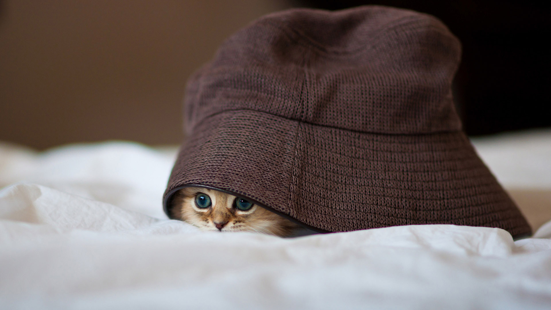 帽子,可爱,眼睛,小猫喵喵桌面壁纸