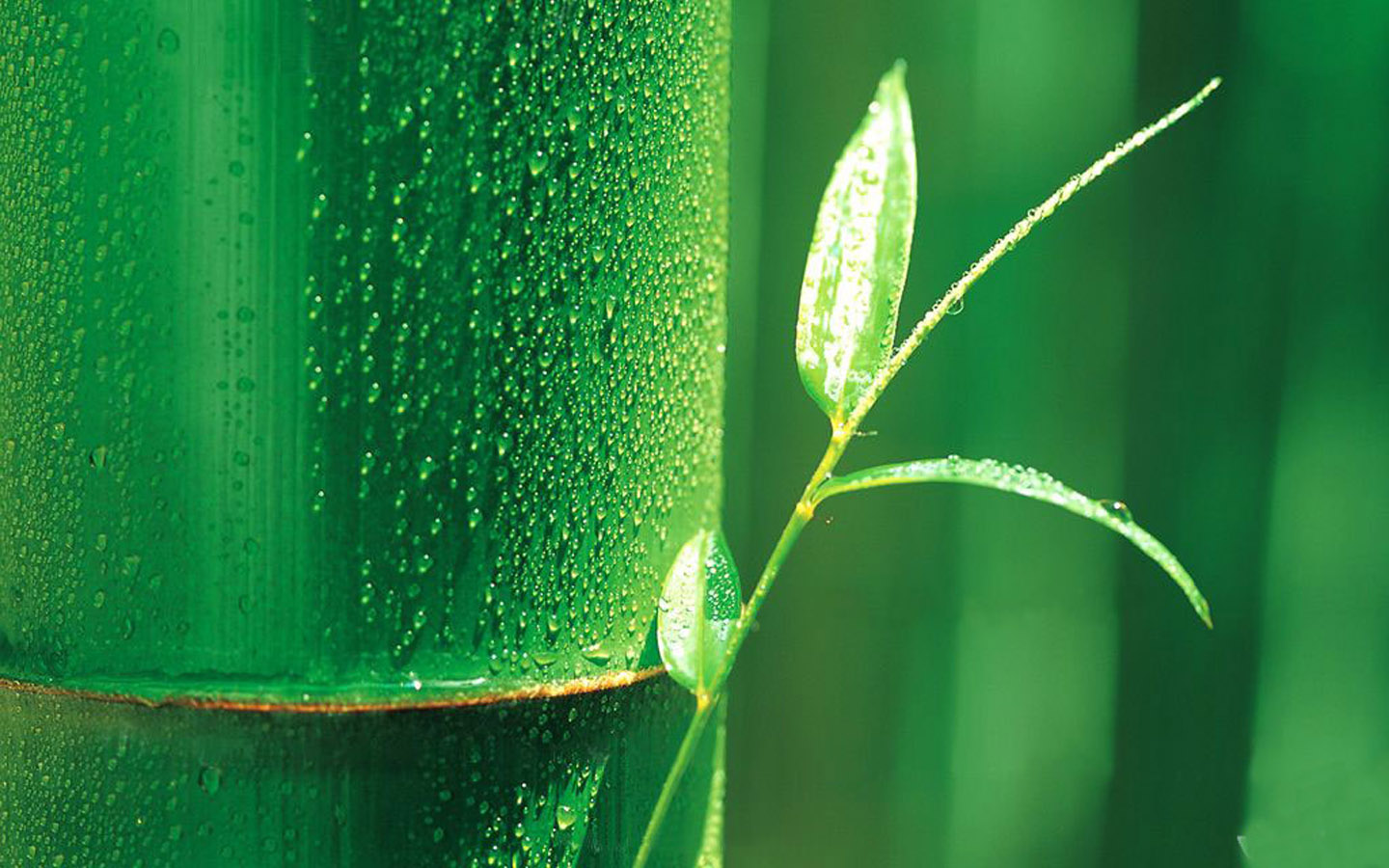 绿色竹子桌面背景图片