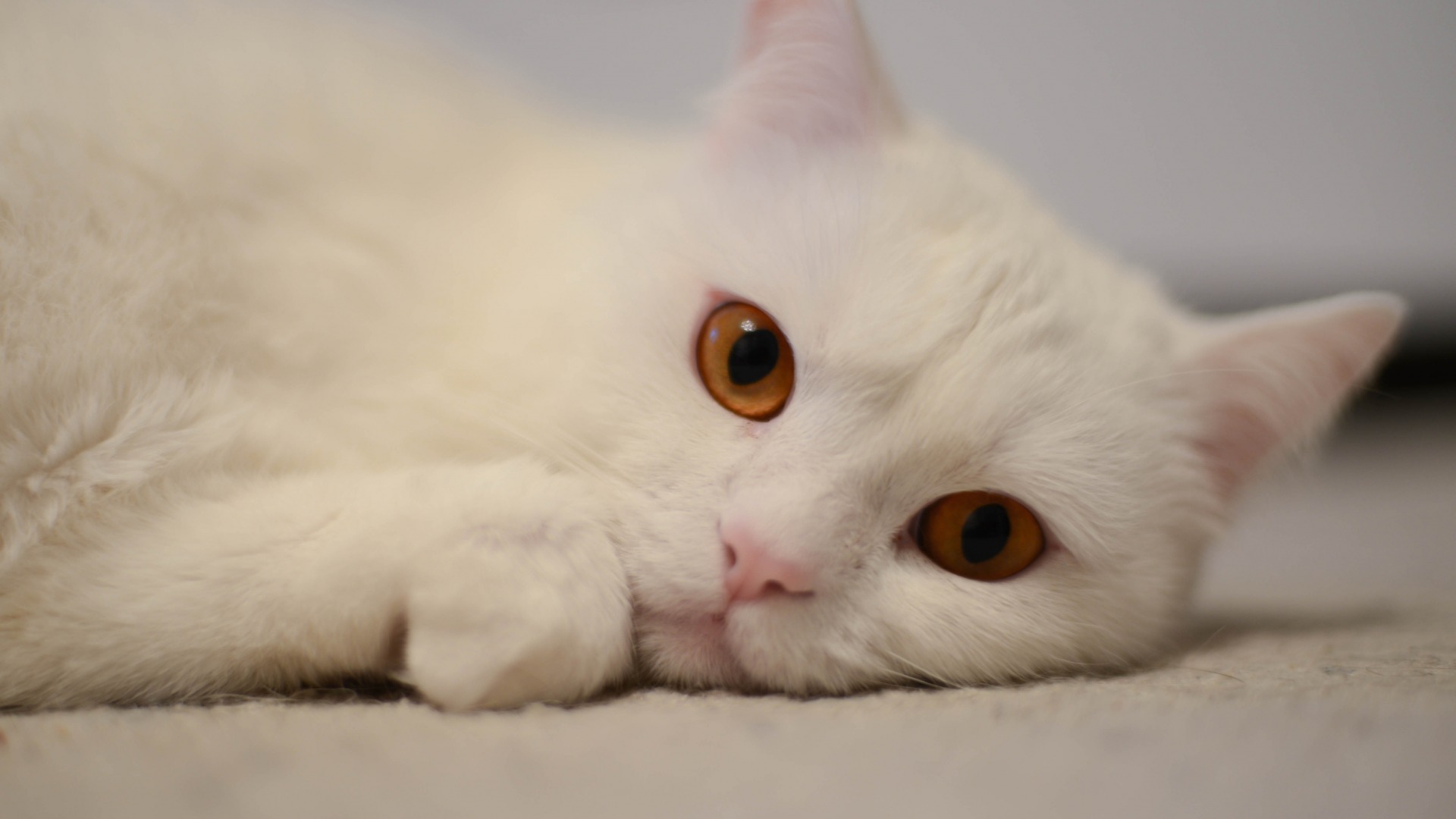 白猫,可爱,动物桌面壁纸