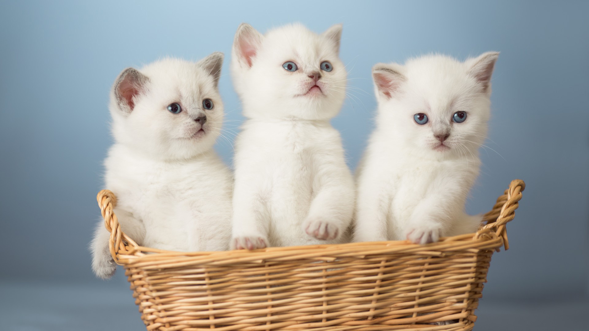 小猫，三只小猫，篮子，表情，眼神，白猫，桌面壁纸