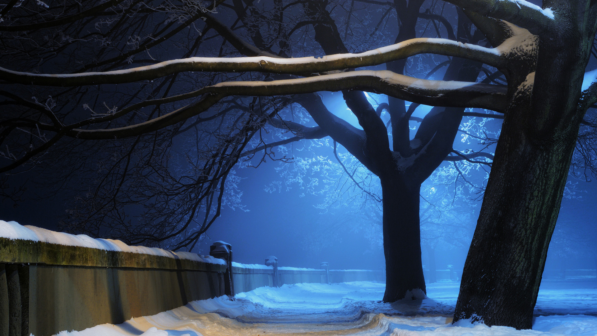 幽深蓝色树木,雪景,小道,风景桌面壁纸