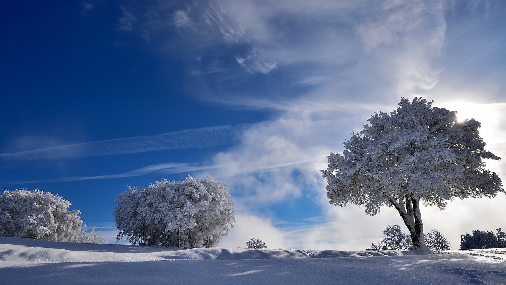 冬季，树木，雪，自然风景桌面壁纸
