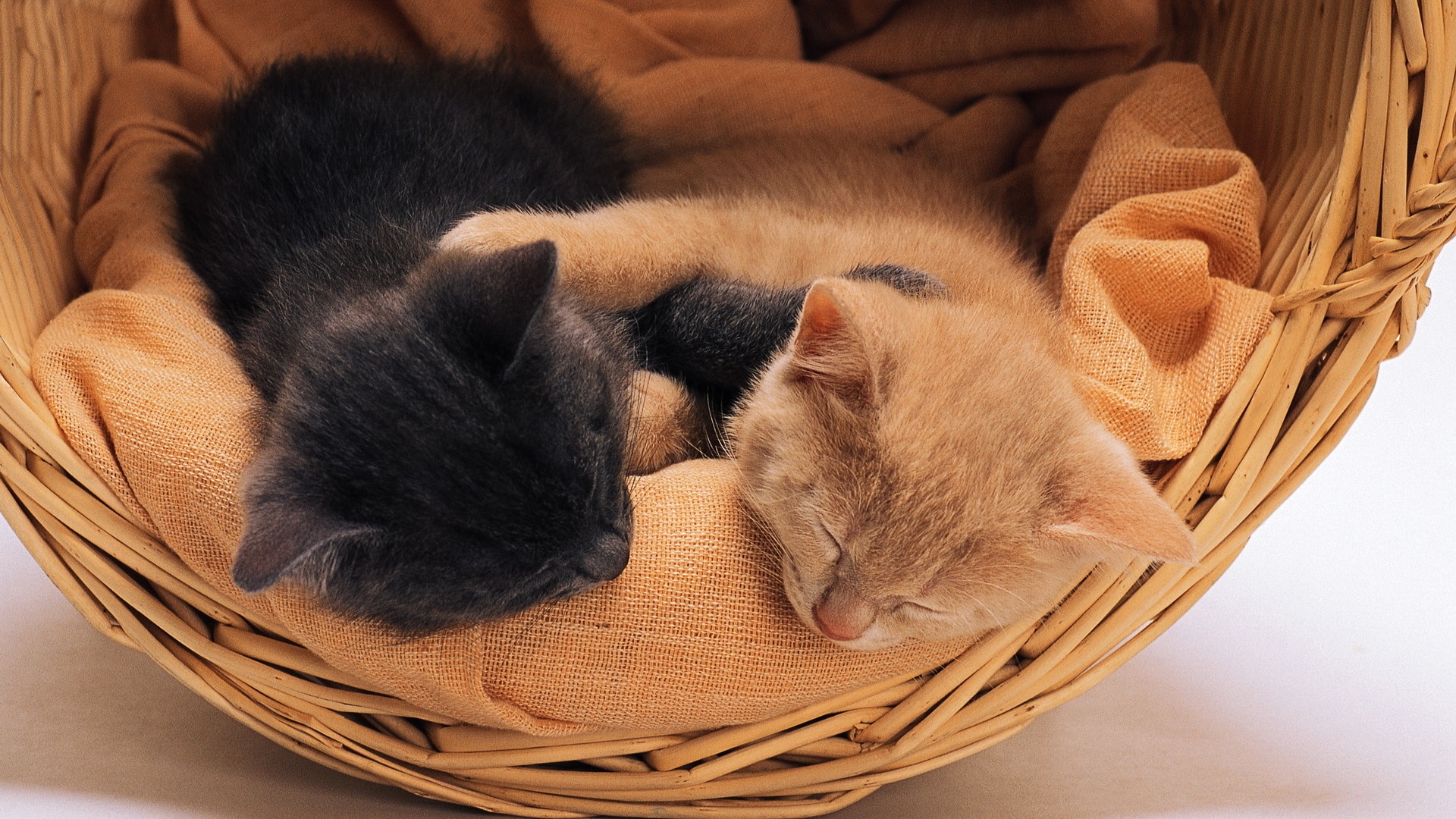 两只小猫睡觉,篮子,可爱电脑壁纸