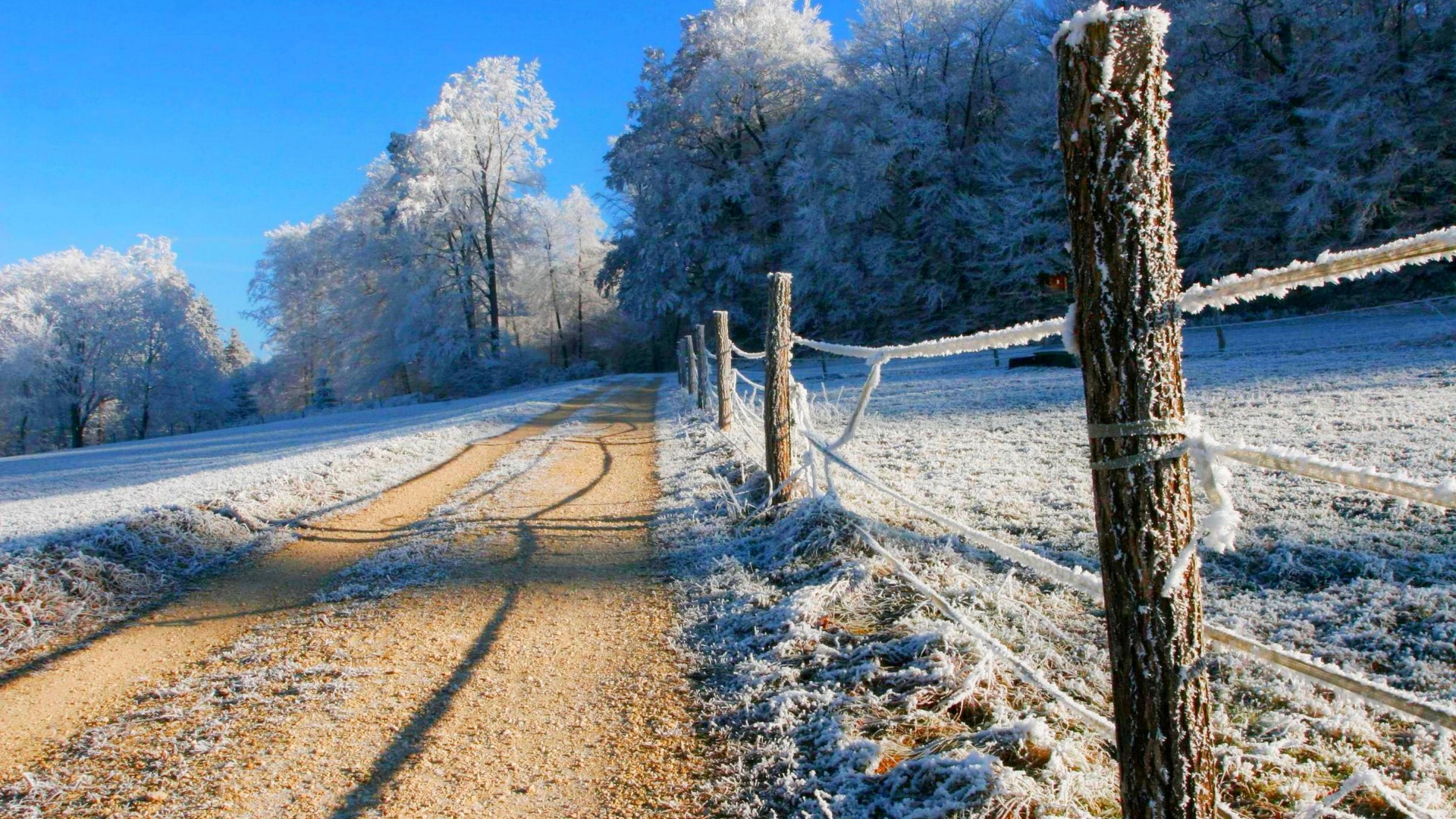 冬天,雪,道路,树,栅栏,风景桌面壁纸