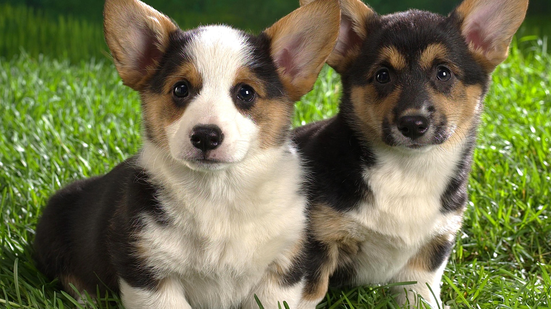 小狗,耳朵,两只,绿草地,凝望着你,动物壁纸