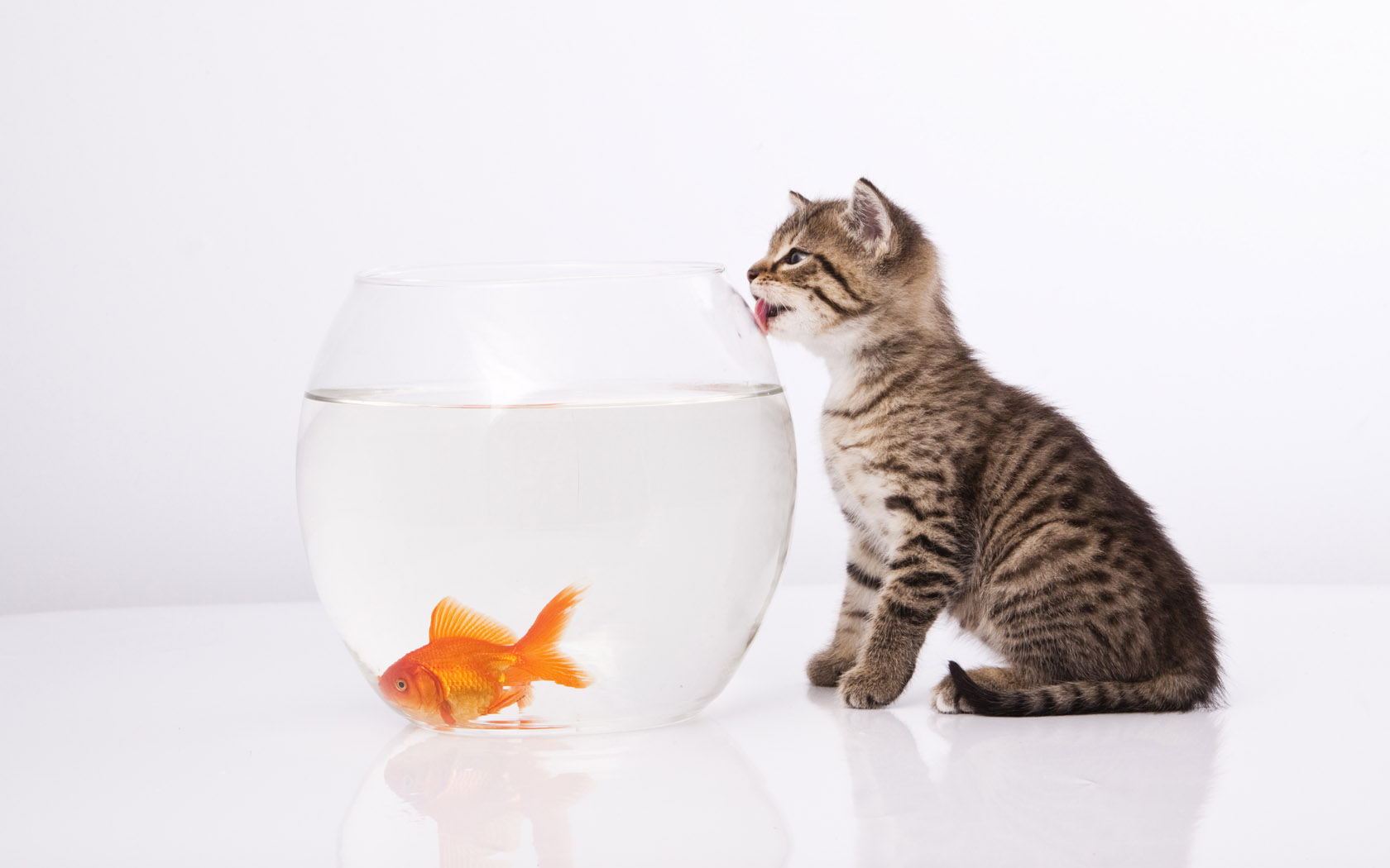 猫爱上鱼的唯美图片图片