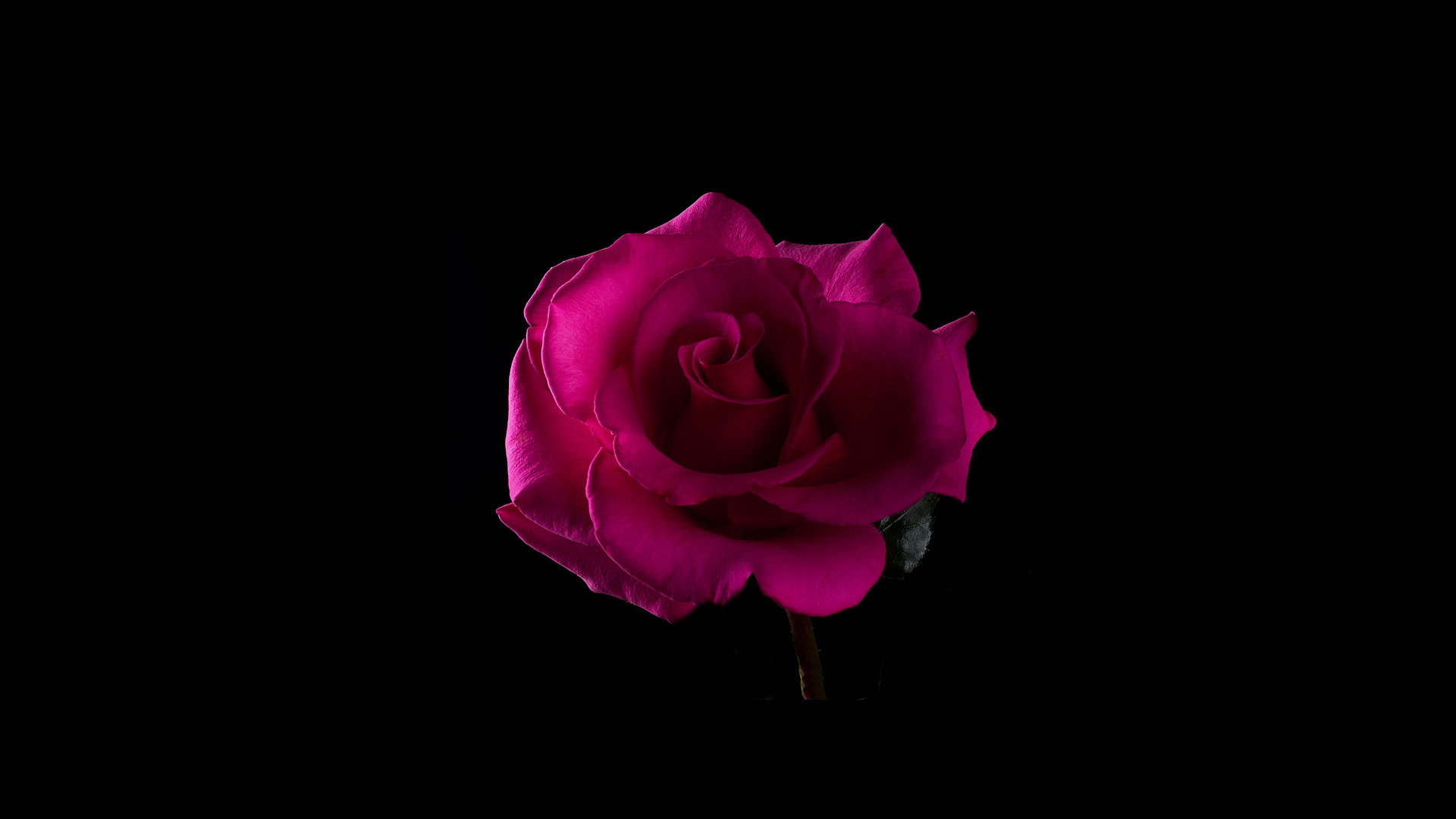 粉色玫瑰花，光，影，黑色背景，玫瑰花桌面壁纸
