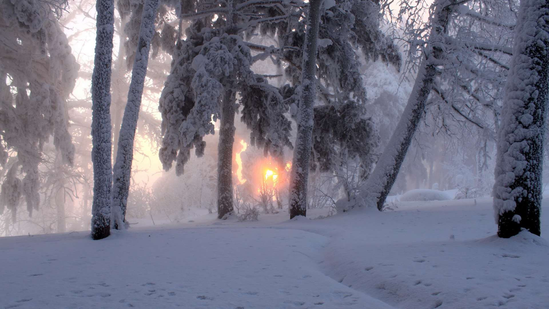 冬天，雪，树木，雾，太阳，自然风景桌面壁纸