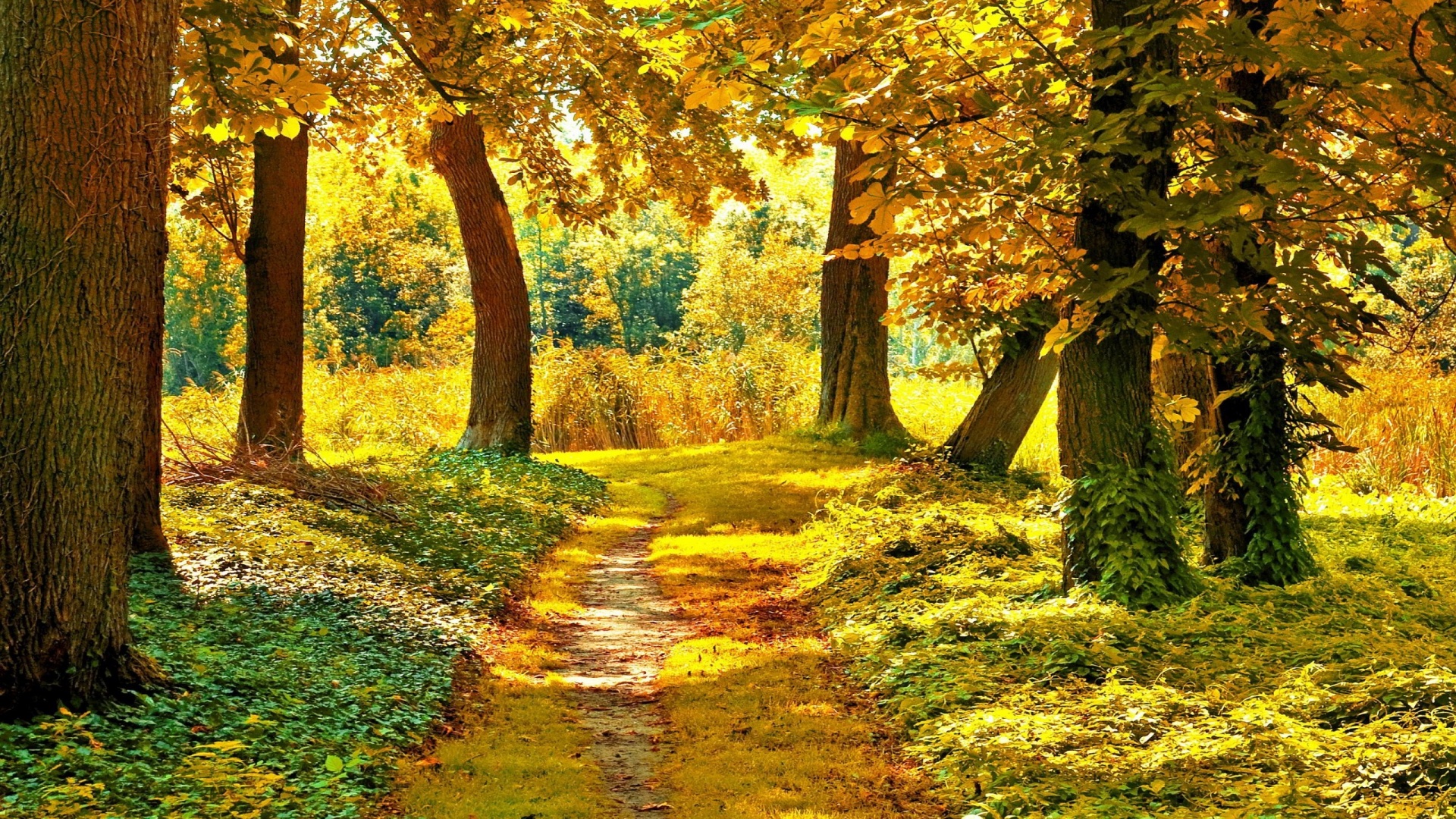 秋天的树木,森林的路,自然风景摄影桌面壁纸
