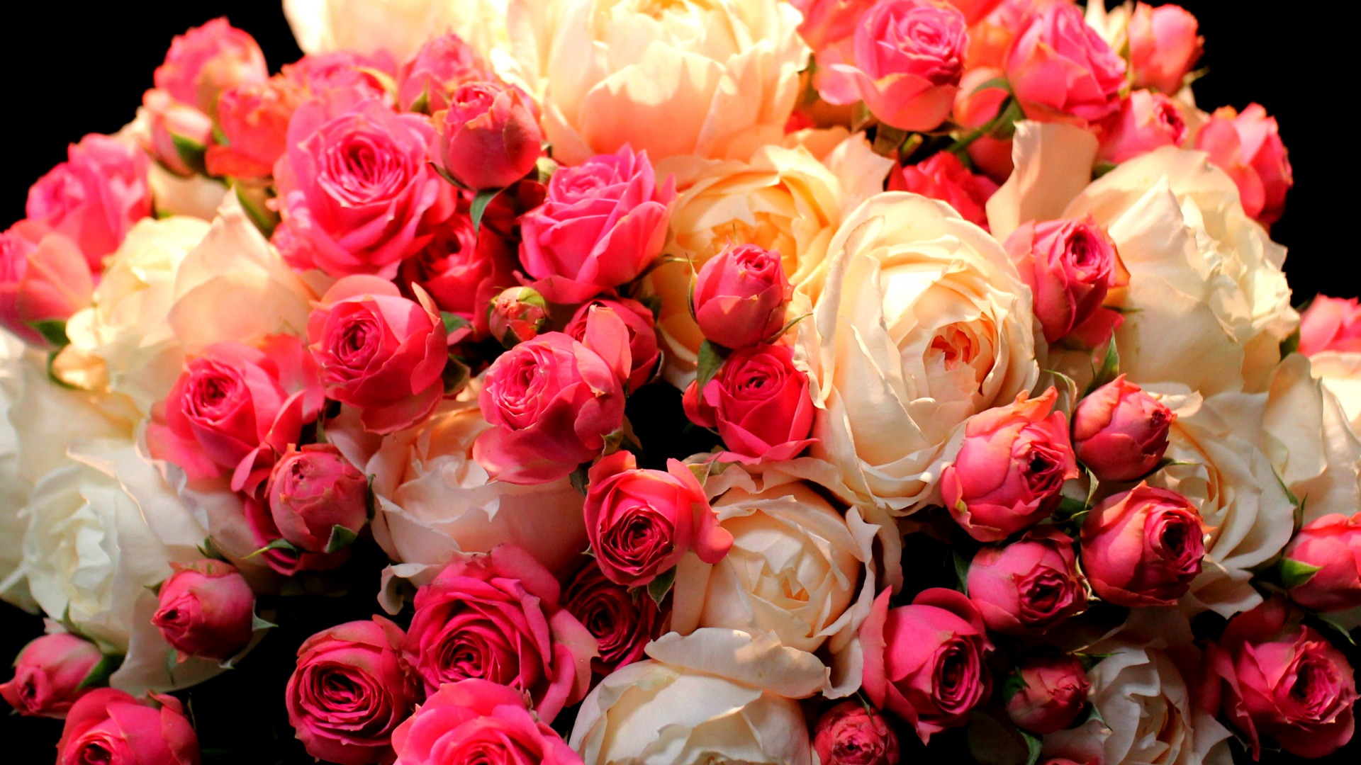 玫瑰花，粉色，白色鲜花，玫瑰花壁纸