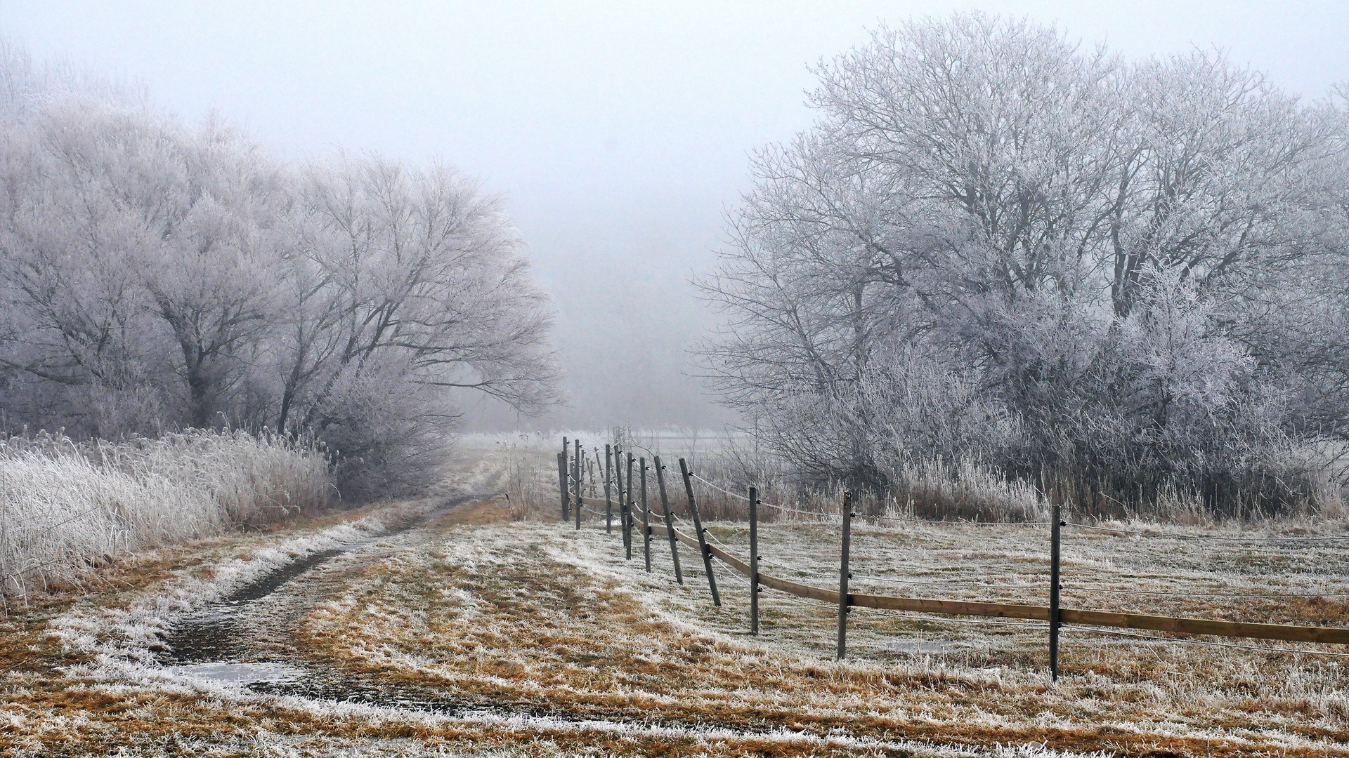 晨雾，围栏，树，冬天风景，白茫茫的一片，桌面壁纸