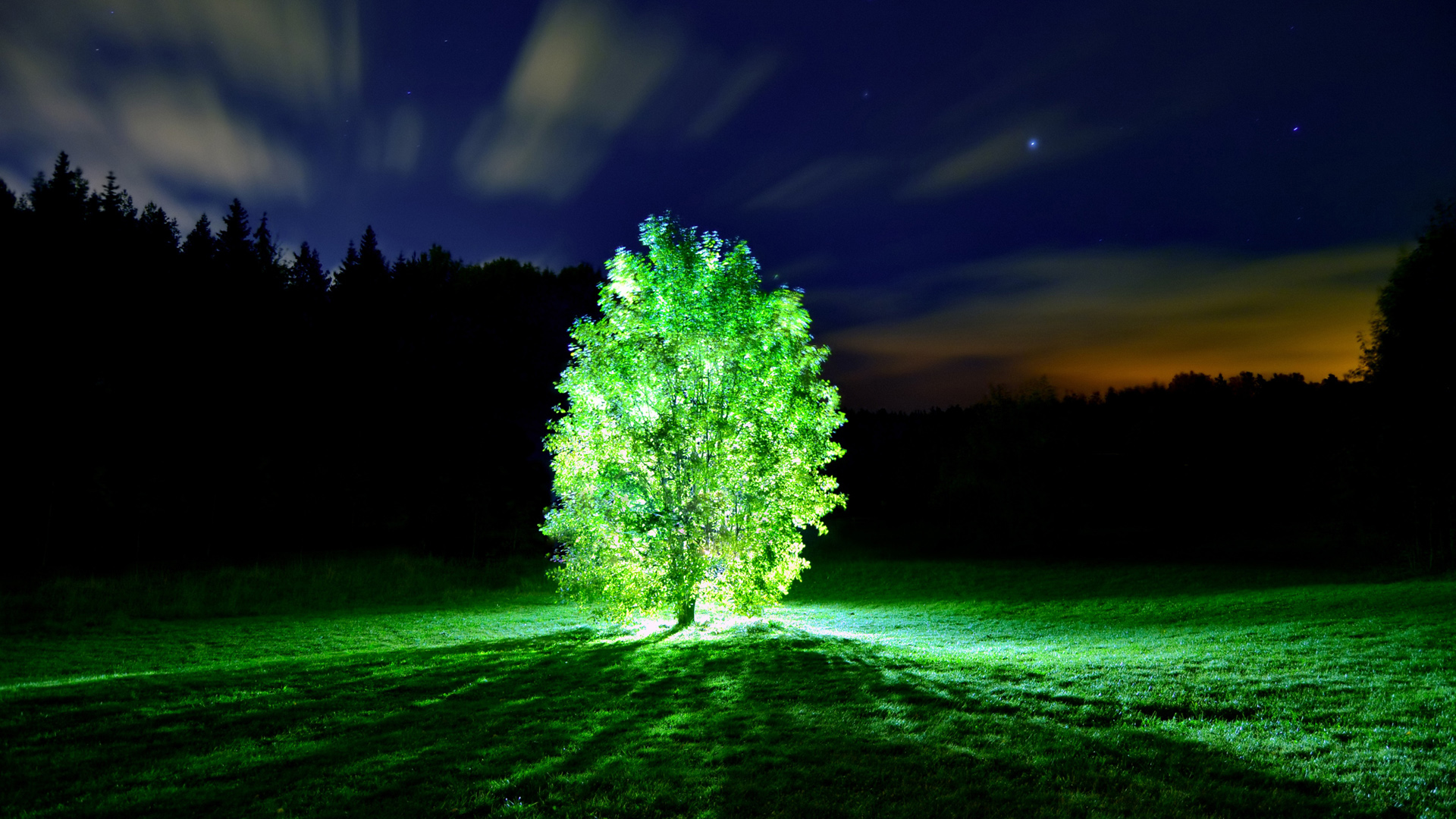 晚上 夜空 树 光 美丽的2K风景桌面壁纸
