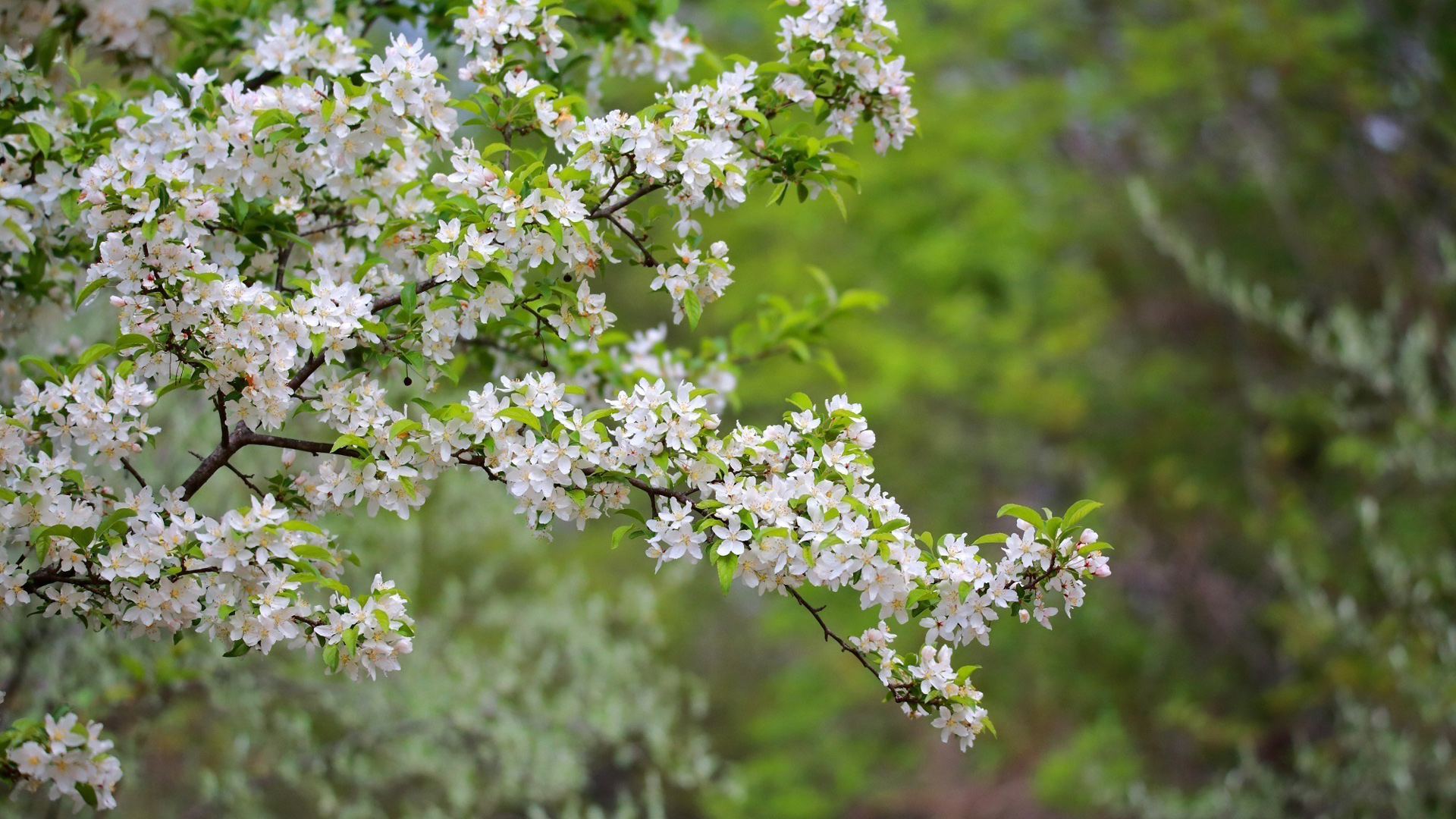 春天树枝绿叶鲜花风景桌面壁纸