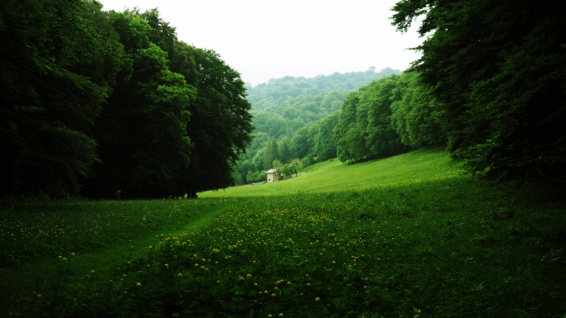 绿色树林鲜花小屋美景,护眼绿色风景壁纸,免费电脑壁纸下载