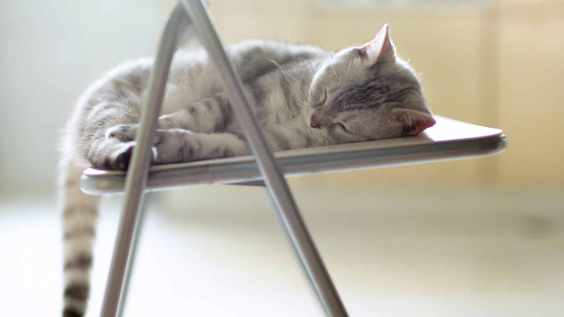 猫,椅子,睡觉,猫咪的假期周末,桌面壁纸