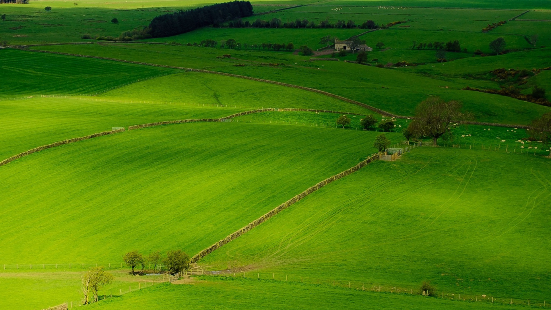 草地，农牧场，英格兰风景高清桌面壁纸