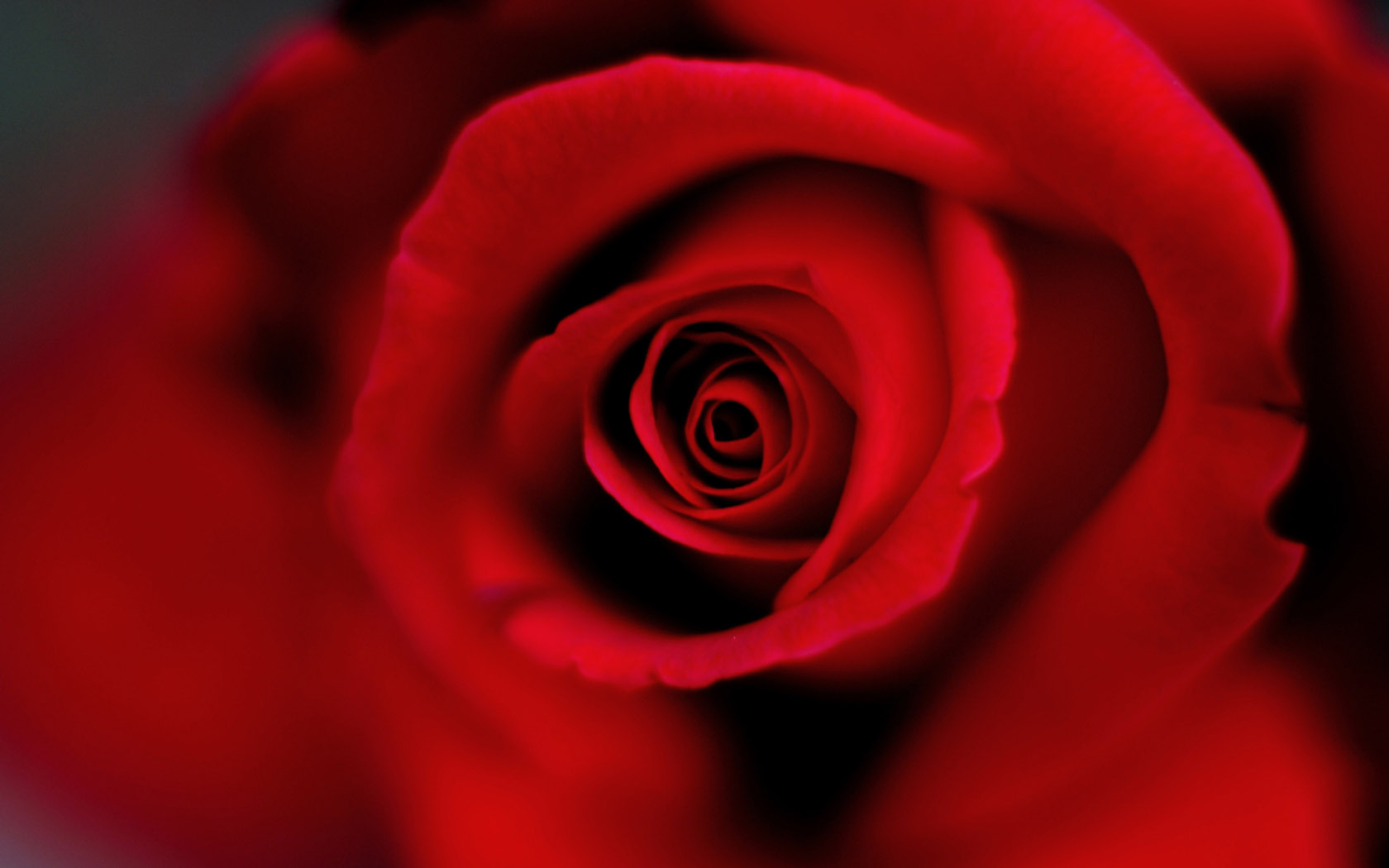 大红色玫瑰花桌面壁纸