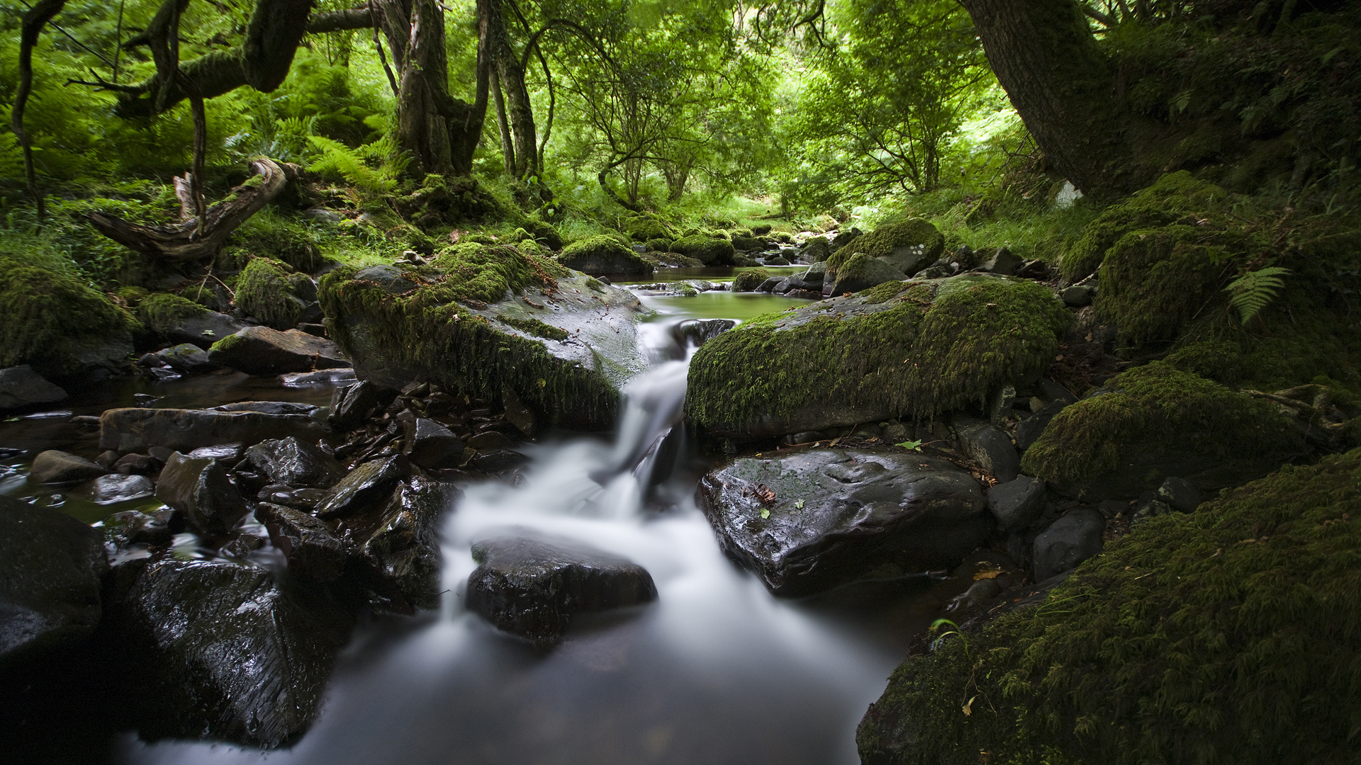 森林 树木 溪流 石头 苔藓 自然绿色风景壁纸