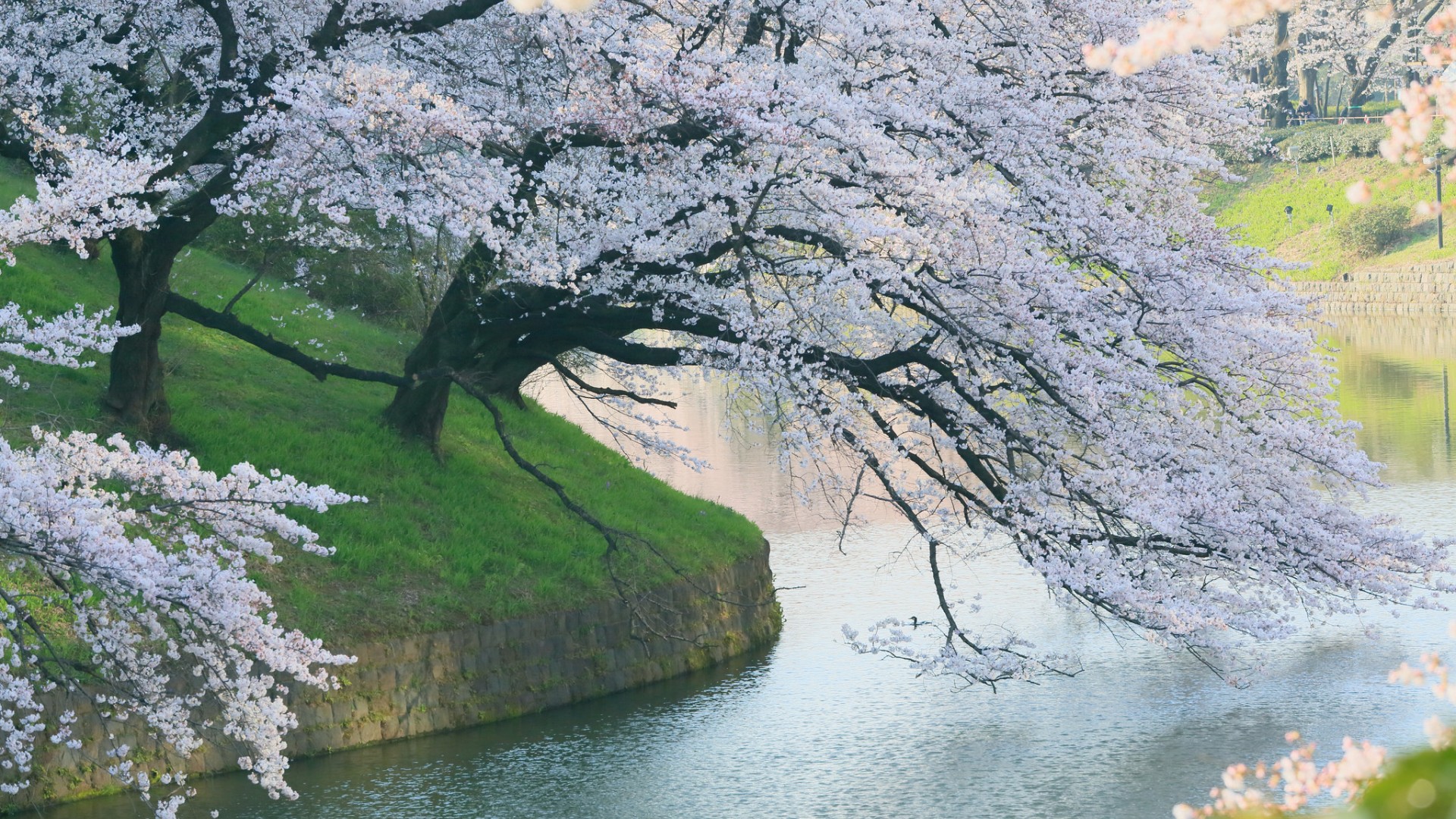 树，樱桃，开花，春天，河流，自然公园风景桌面壁纸