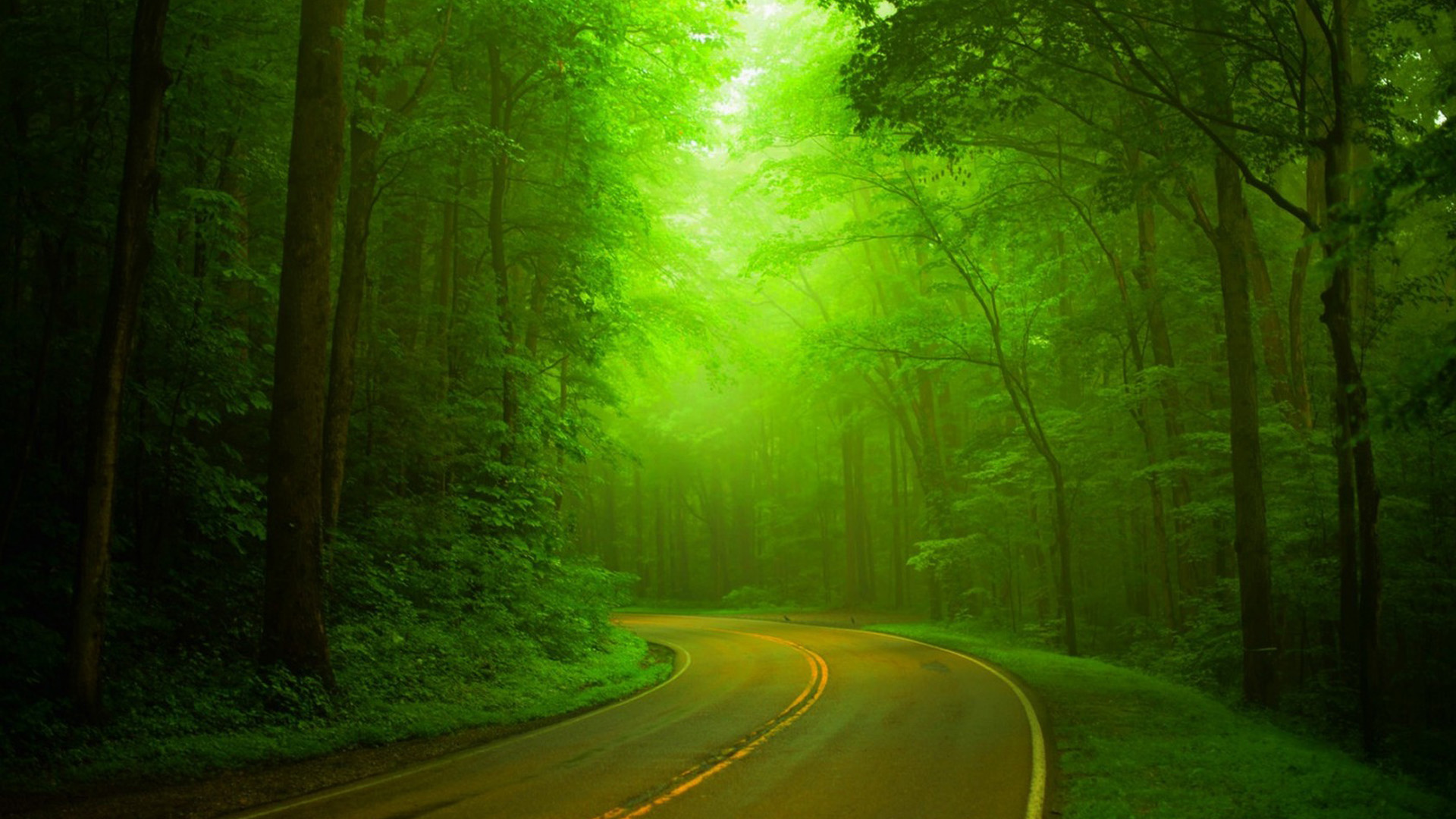 自然,绿色森林,树林,公路,朦胧,绿色风景壁纸