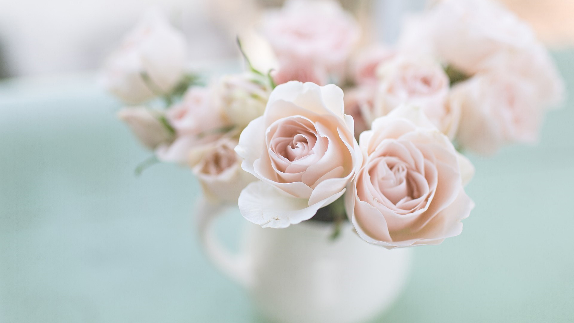 白玫瑰，鲜花，小清新，桌面壁纸