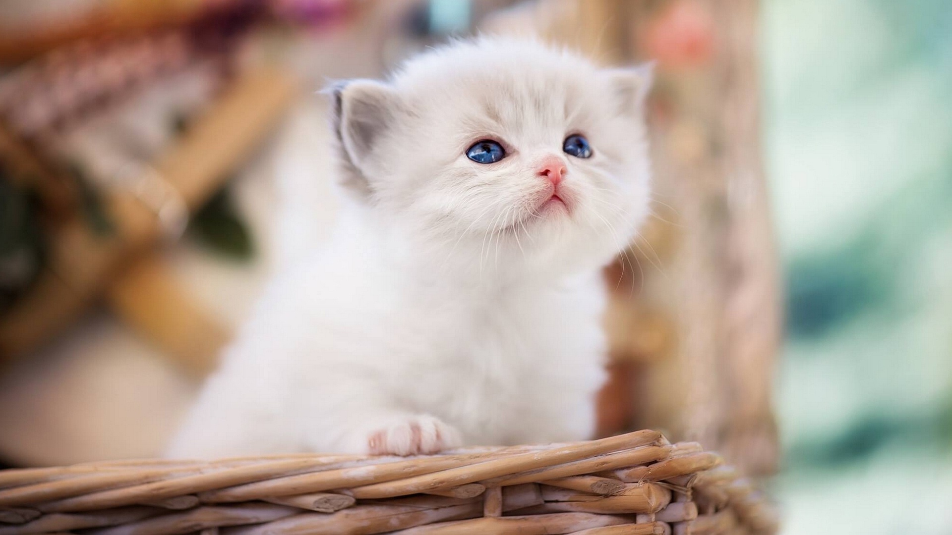白色小猫桌面壁纸