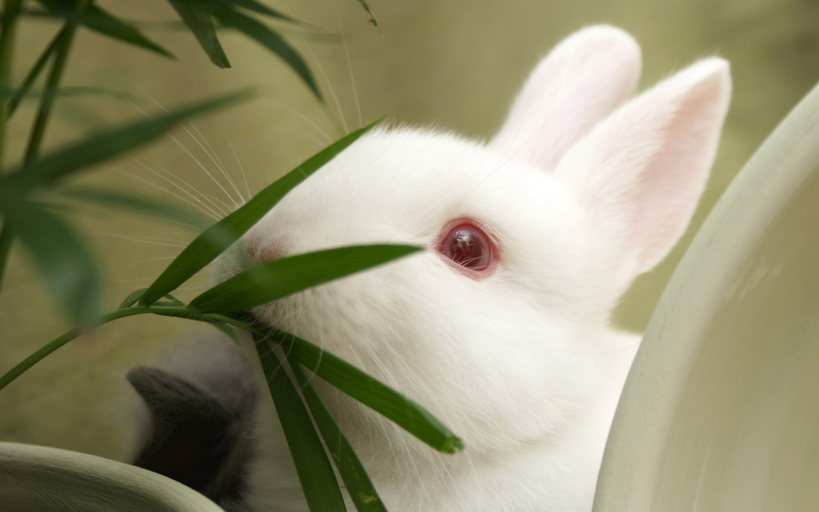 可爱的小白兔 壁纸图片
