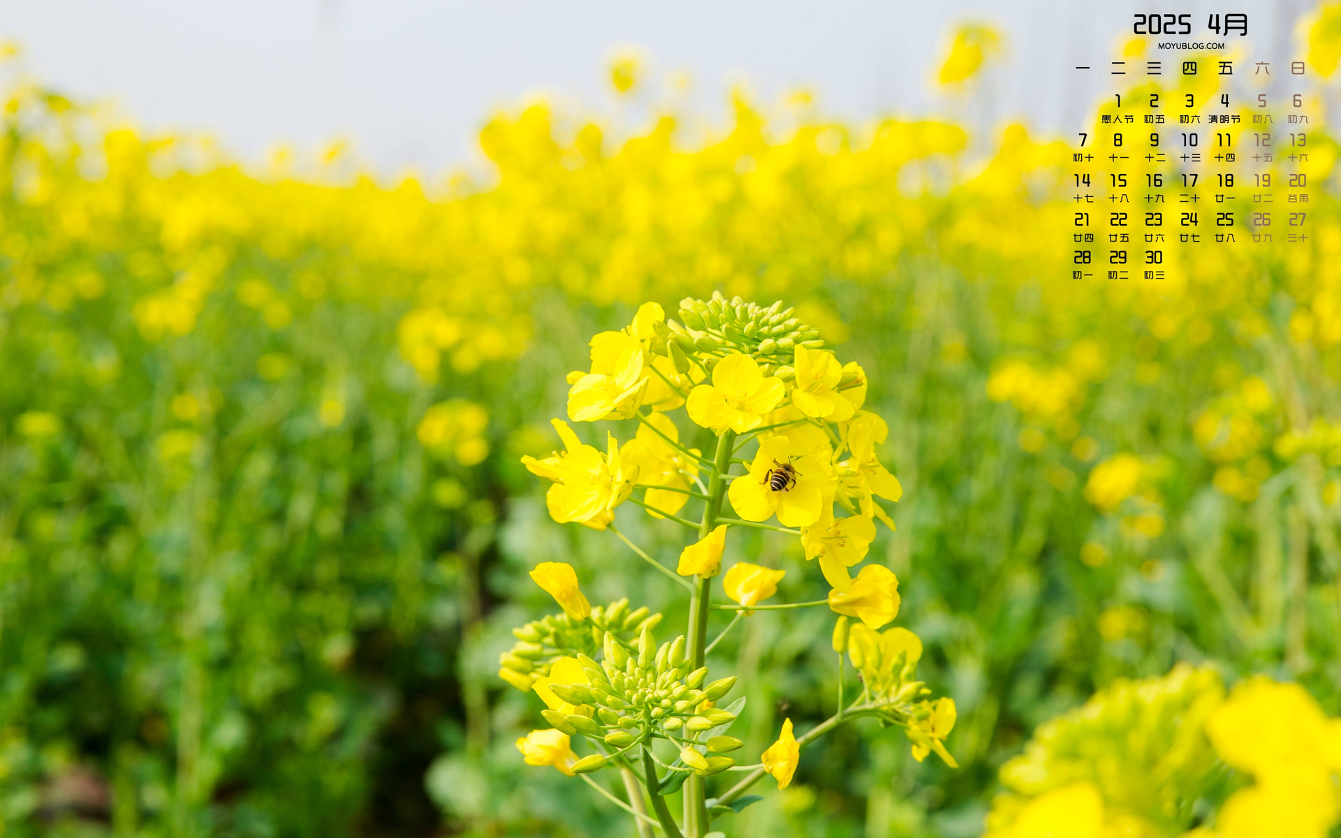 2025年4月油菜花电脑桌面日历壁纸免费下载