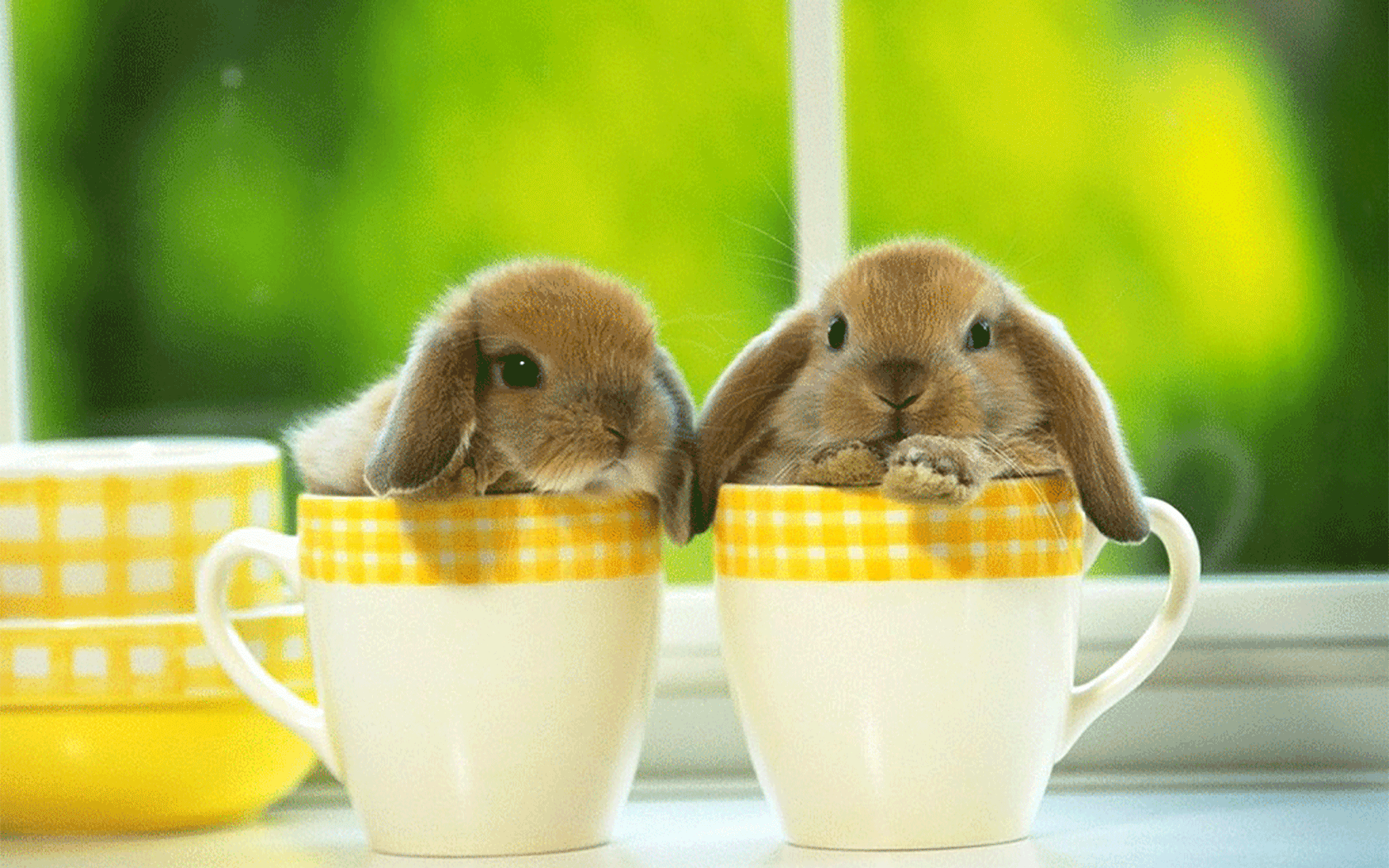 两只可爱幸福的小兔子动态桌面壁纸