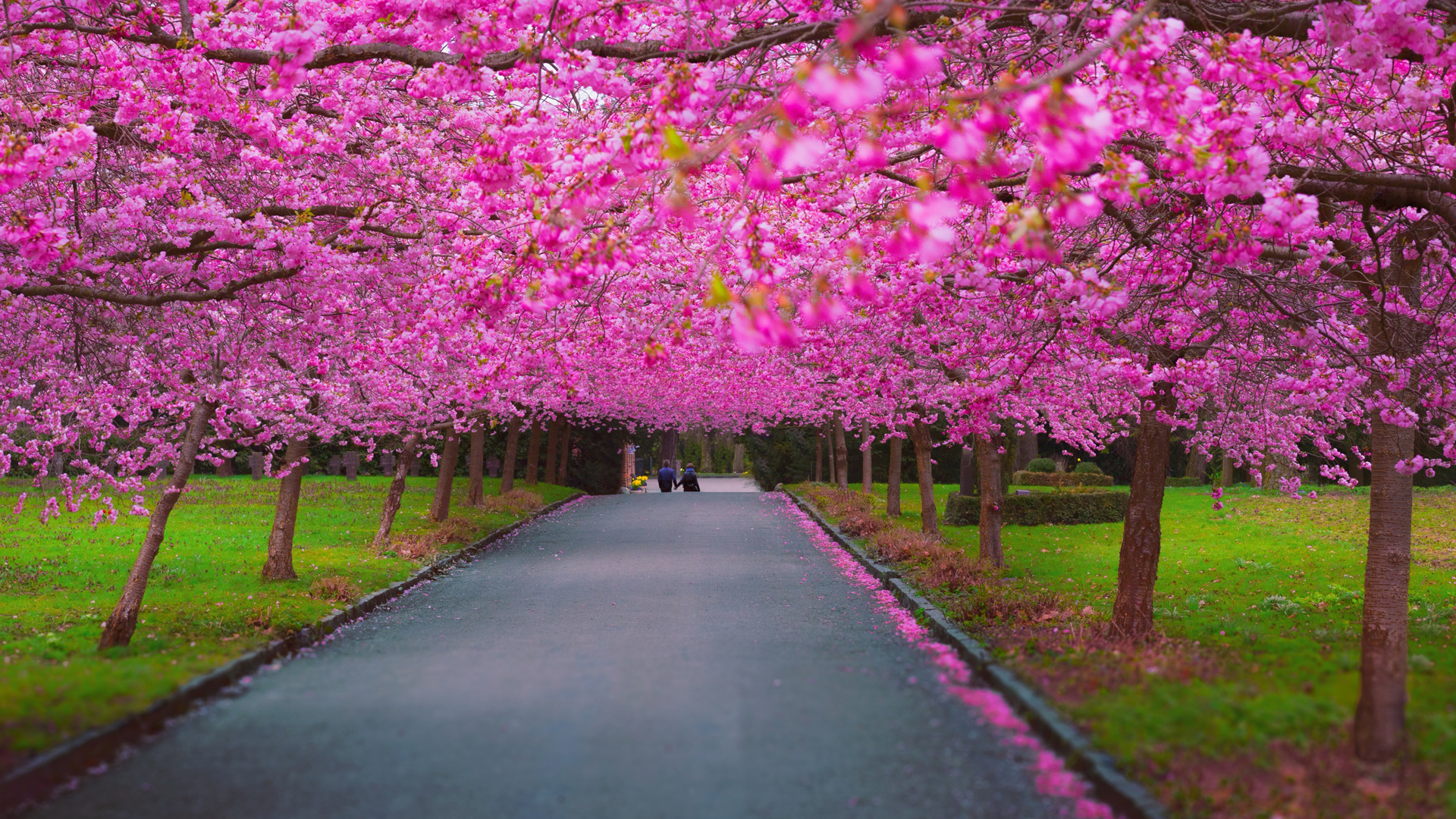 浪漫早春，紫薇，粉色花朵，浪漫小道，公园，绿色草地，美丽浪漫早春风景桌面壁纸